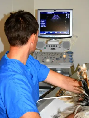 Strinda Dyreklinikk AS