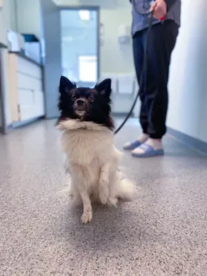 Stord Dyreklinikk AS