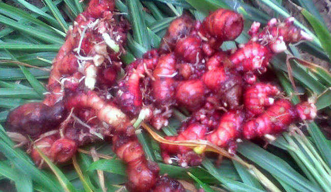 Manfaat Jahe Untuk Nyeri Haid Manfaat Jahe Untuk Nyeri Haid