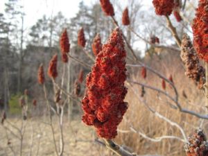 ما هي فوائد وأضرار السماق الأحمر