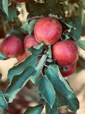 ما هي اعراض حساسية التفاح