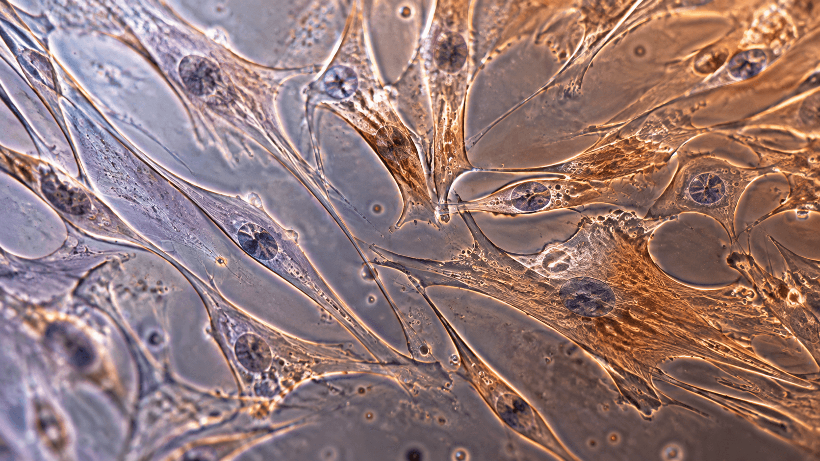 Understanding Oxidative Stress Over Time