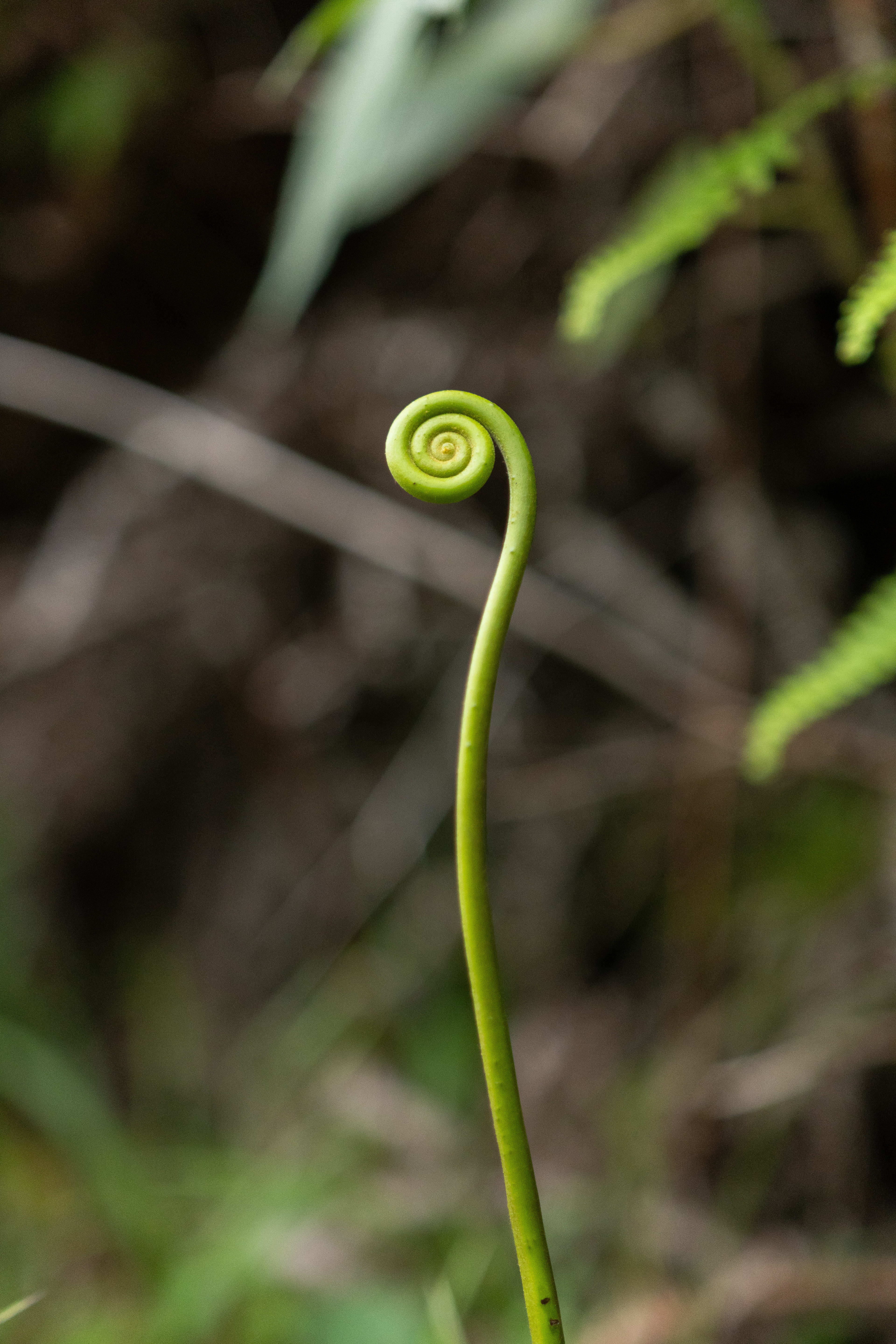 NATURALEZA