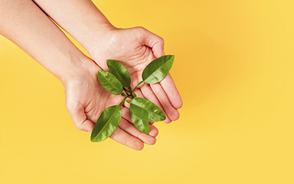 Packaging ecológico