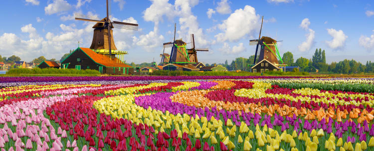 Colorful tulip fields in full bloom with traditional Dutch windmills in the background under a blue sky with white clouds