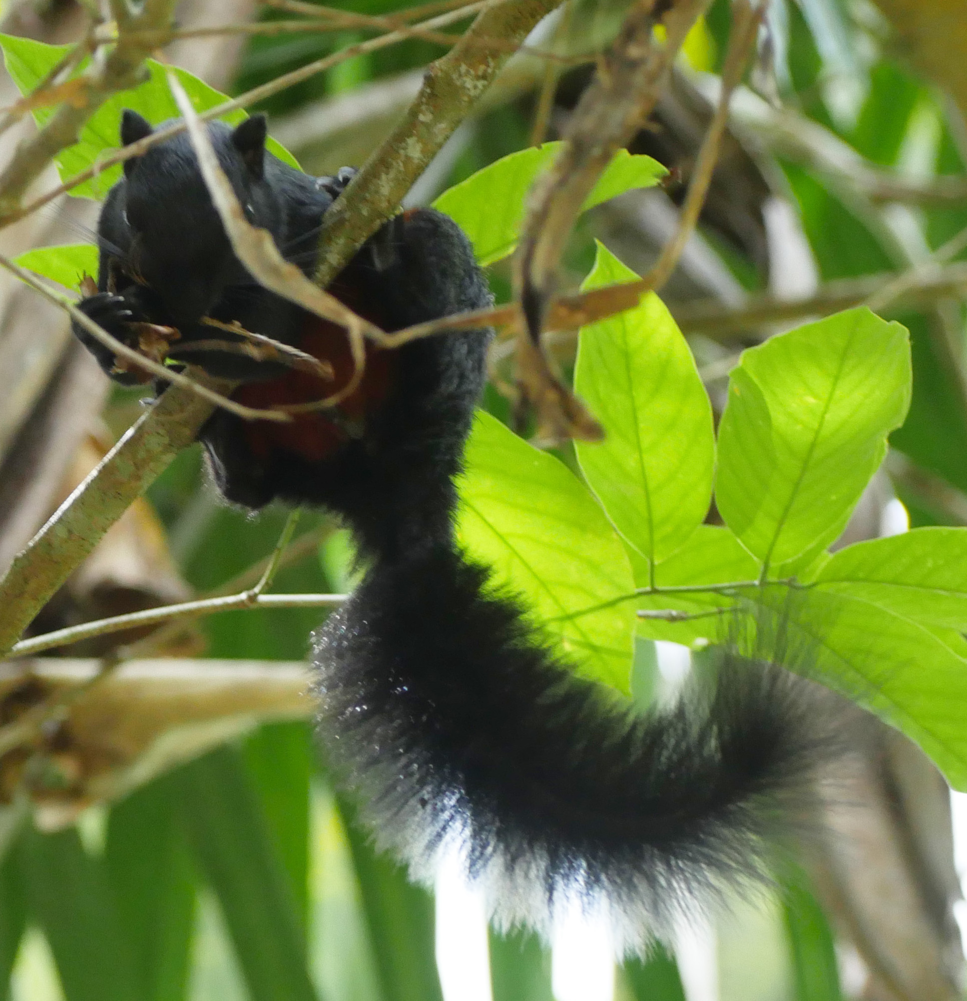 Rainforest Discovery Centre night walk and wildlife