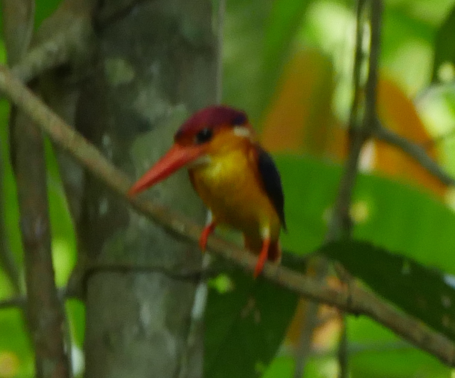 Rainforest Discovery Centre night walk and wildlife