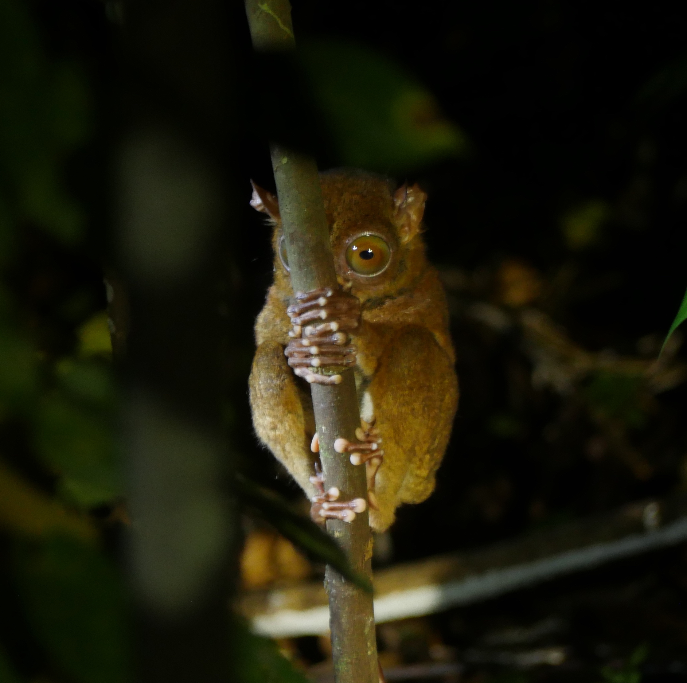 Rainforest Discovery Centre night walk and wildlife