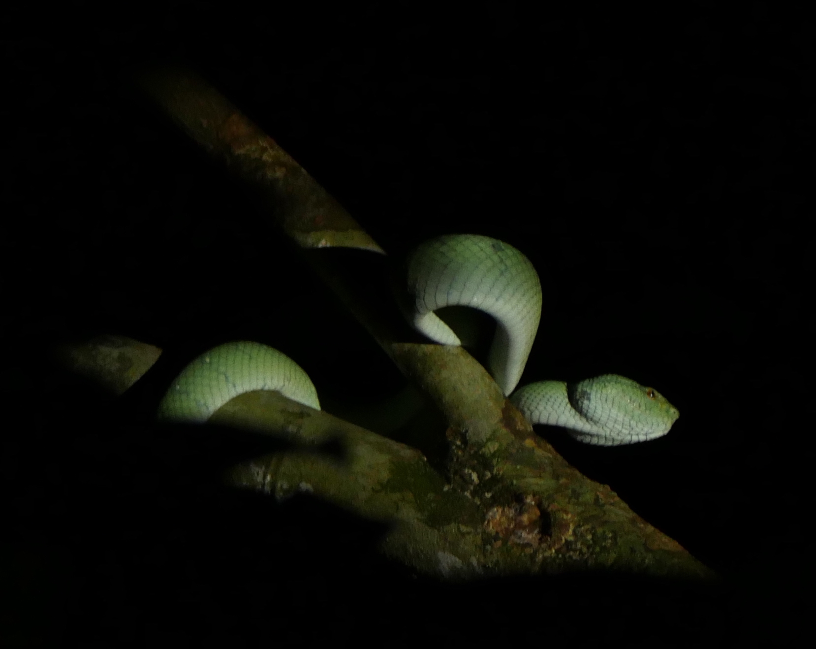 Rainforest Discovery Centre night walk and wildlife