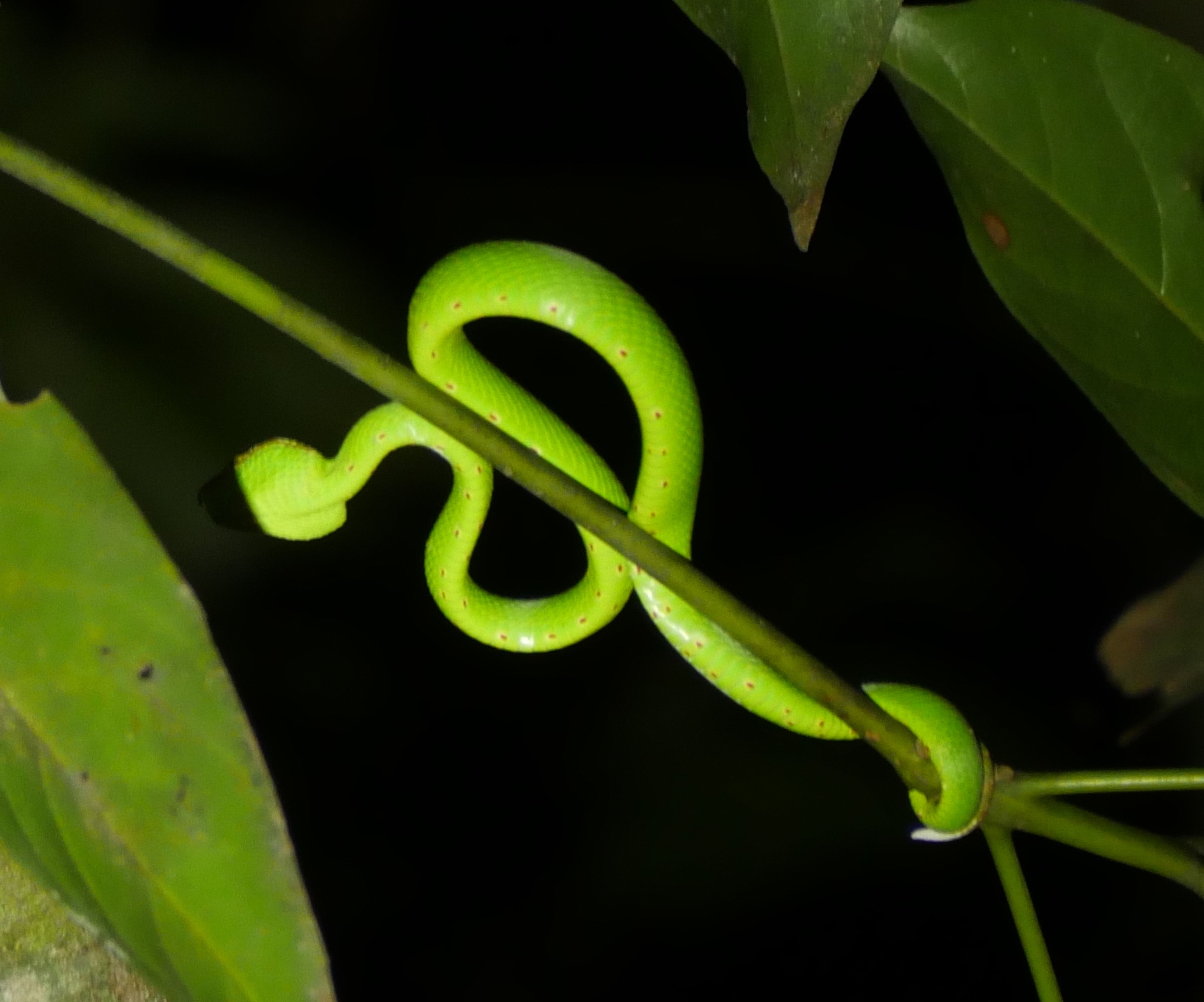 Rainforest Discovery Centre night walk and wildlife