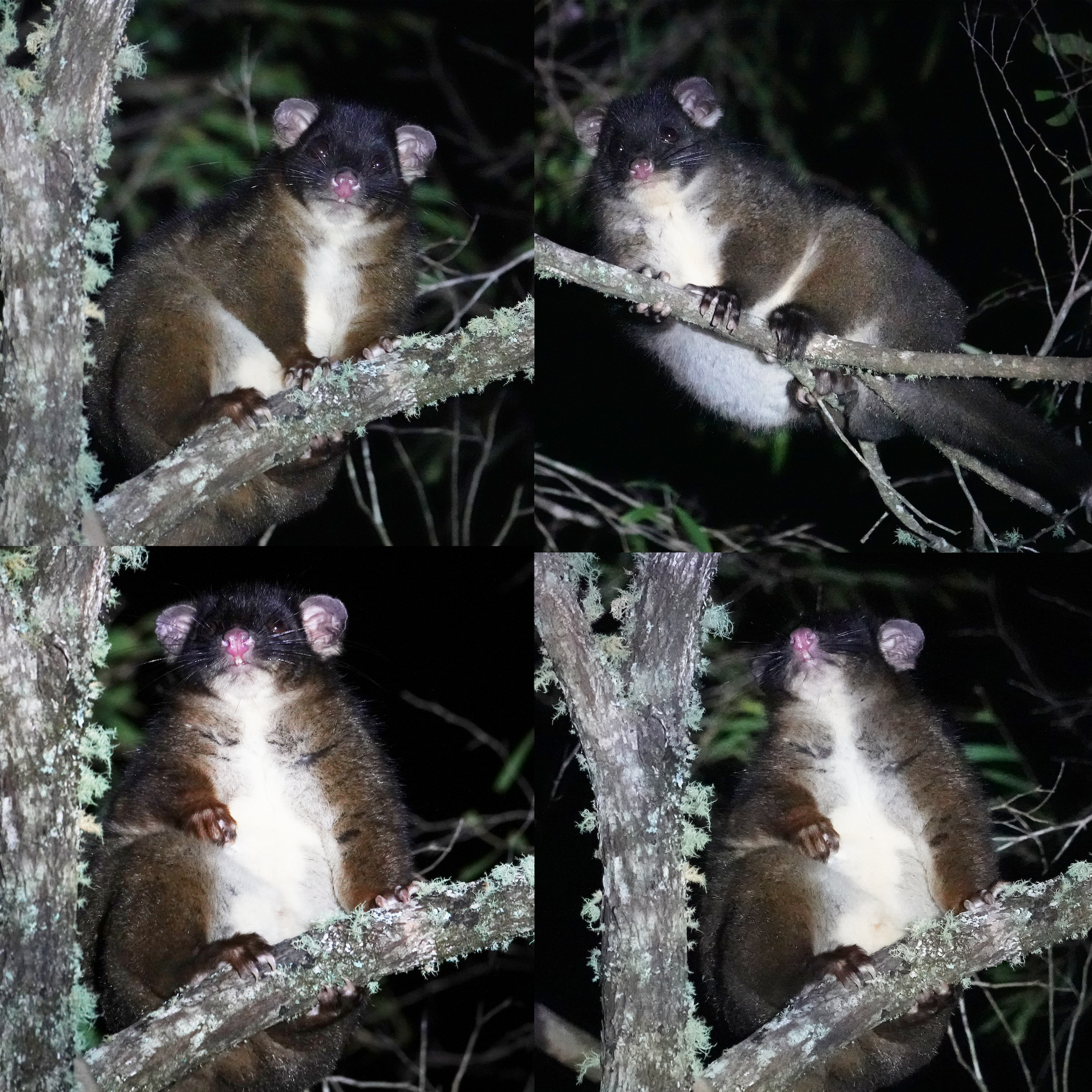 Possum Spotlighting Trail Guide