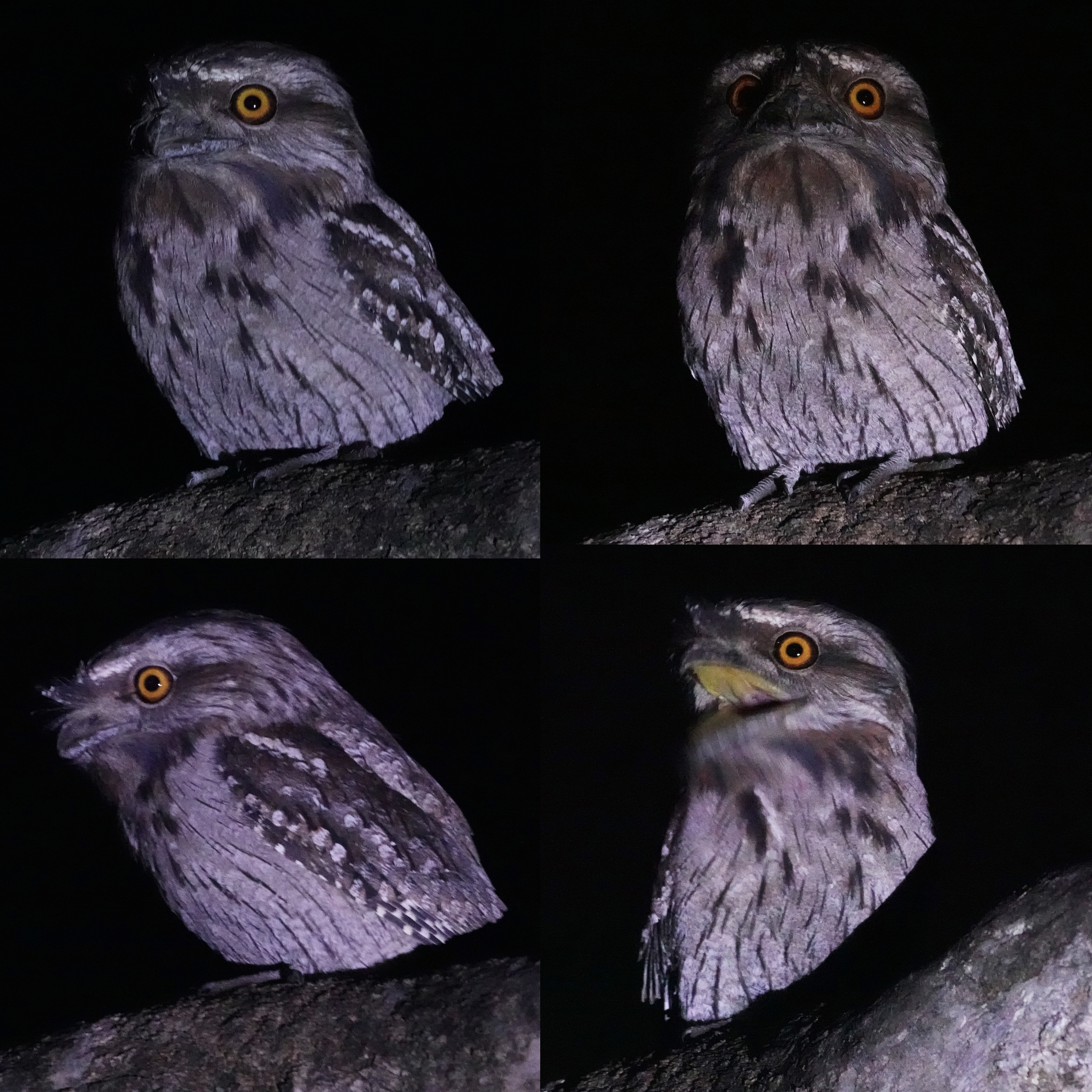 tawny frogmouth tuart forest