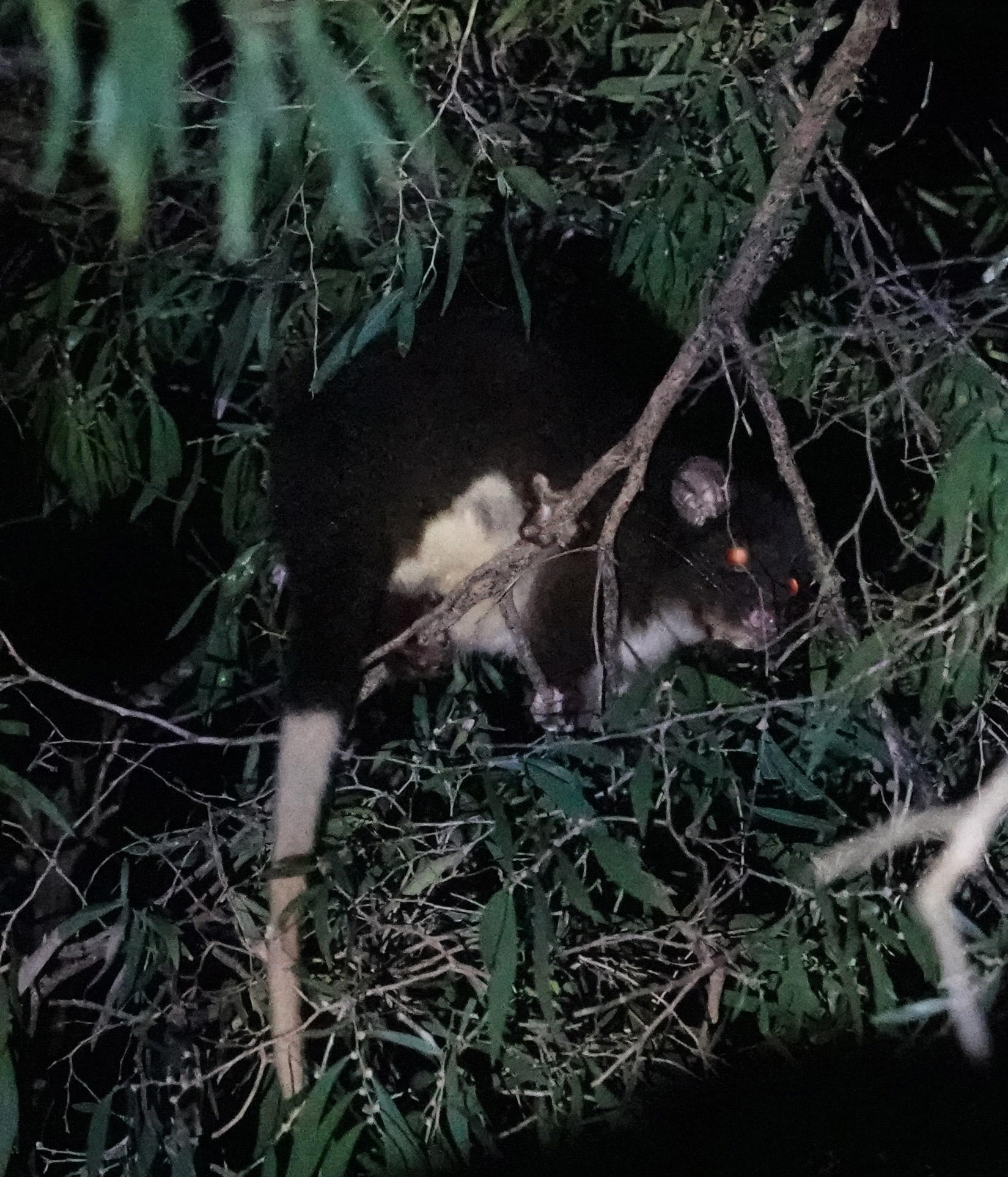 Possum Spotlighting Trail Guide