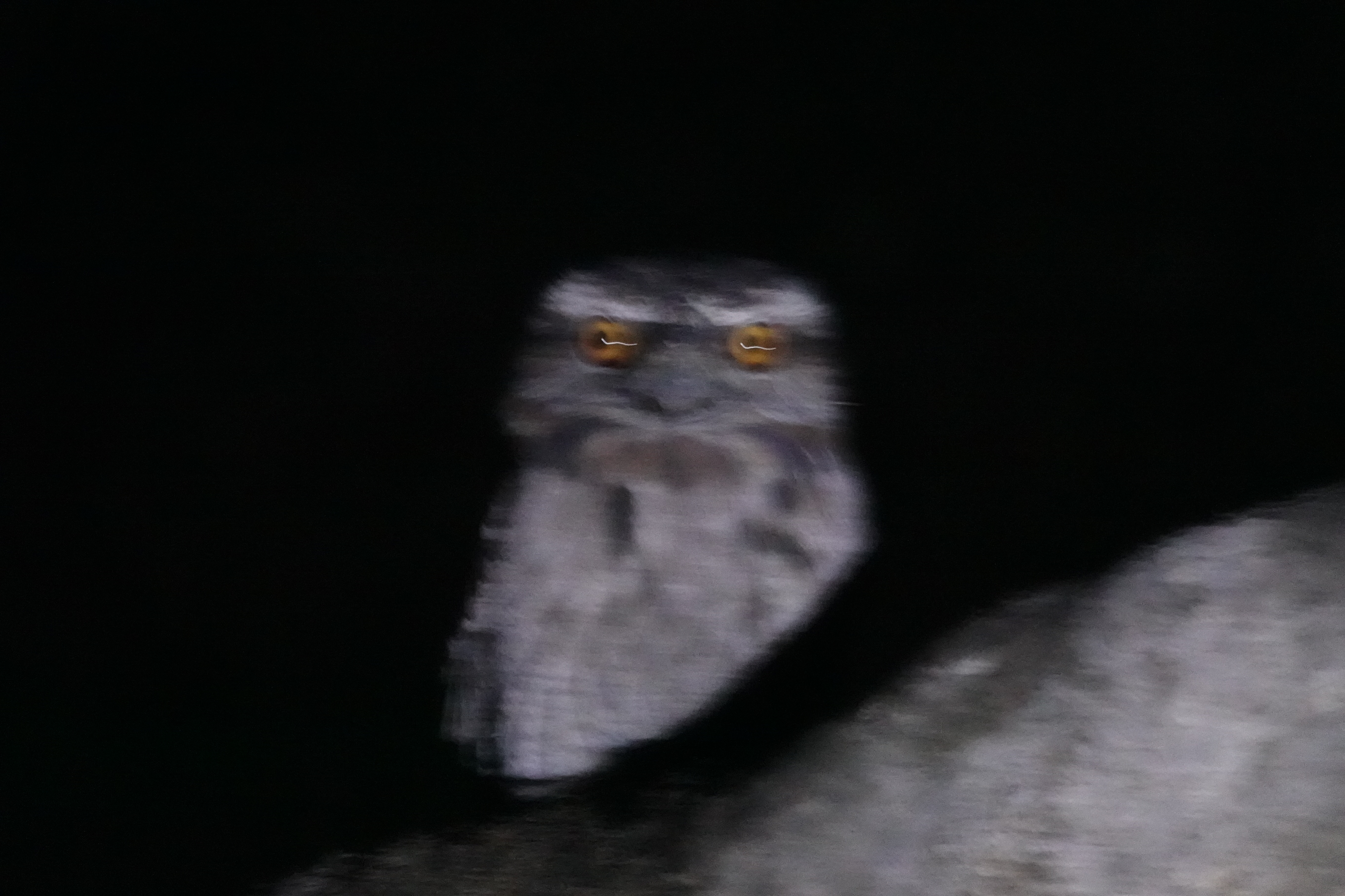 tawny frogmouth