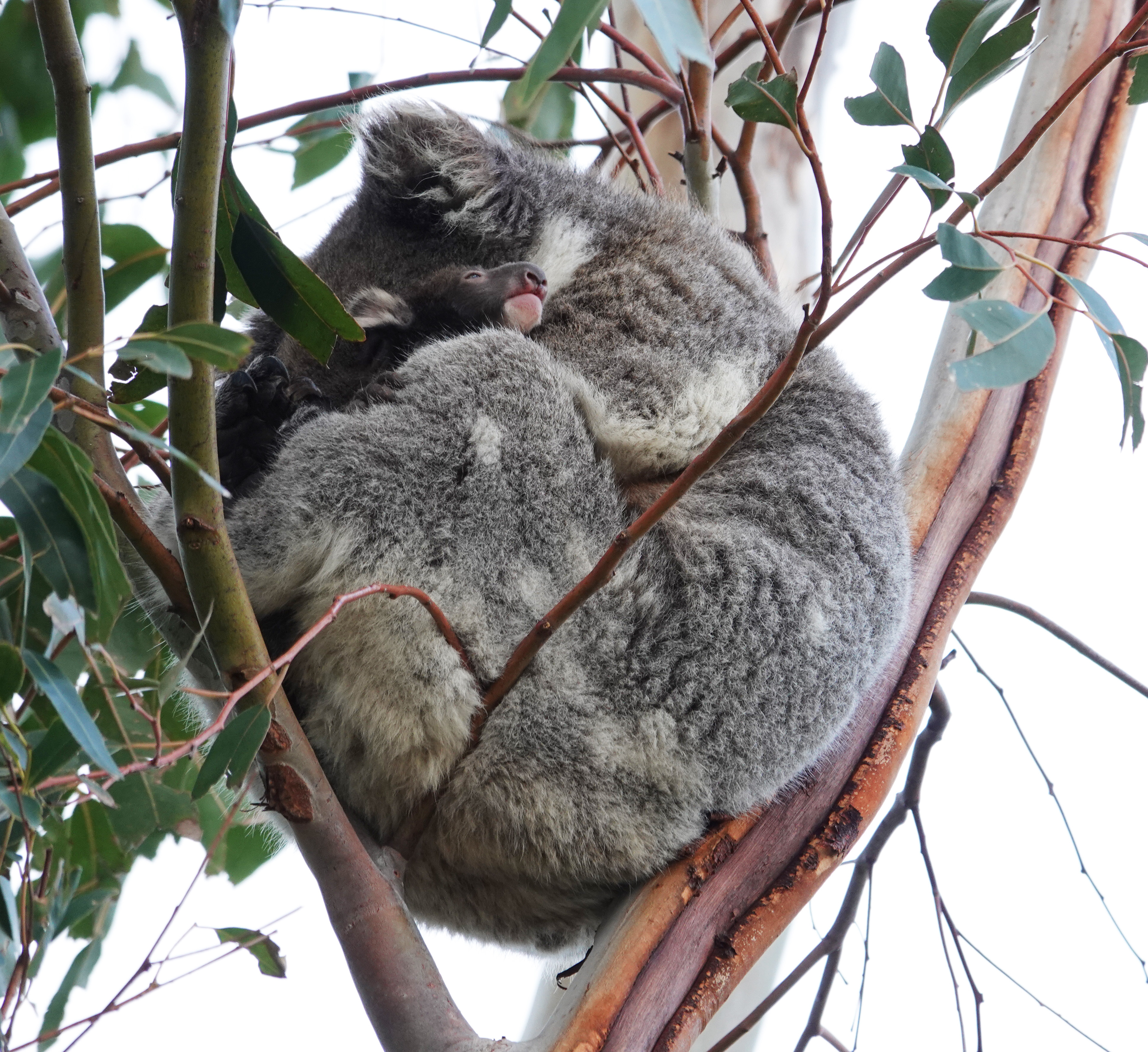 koala and baby