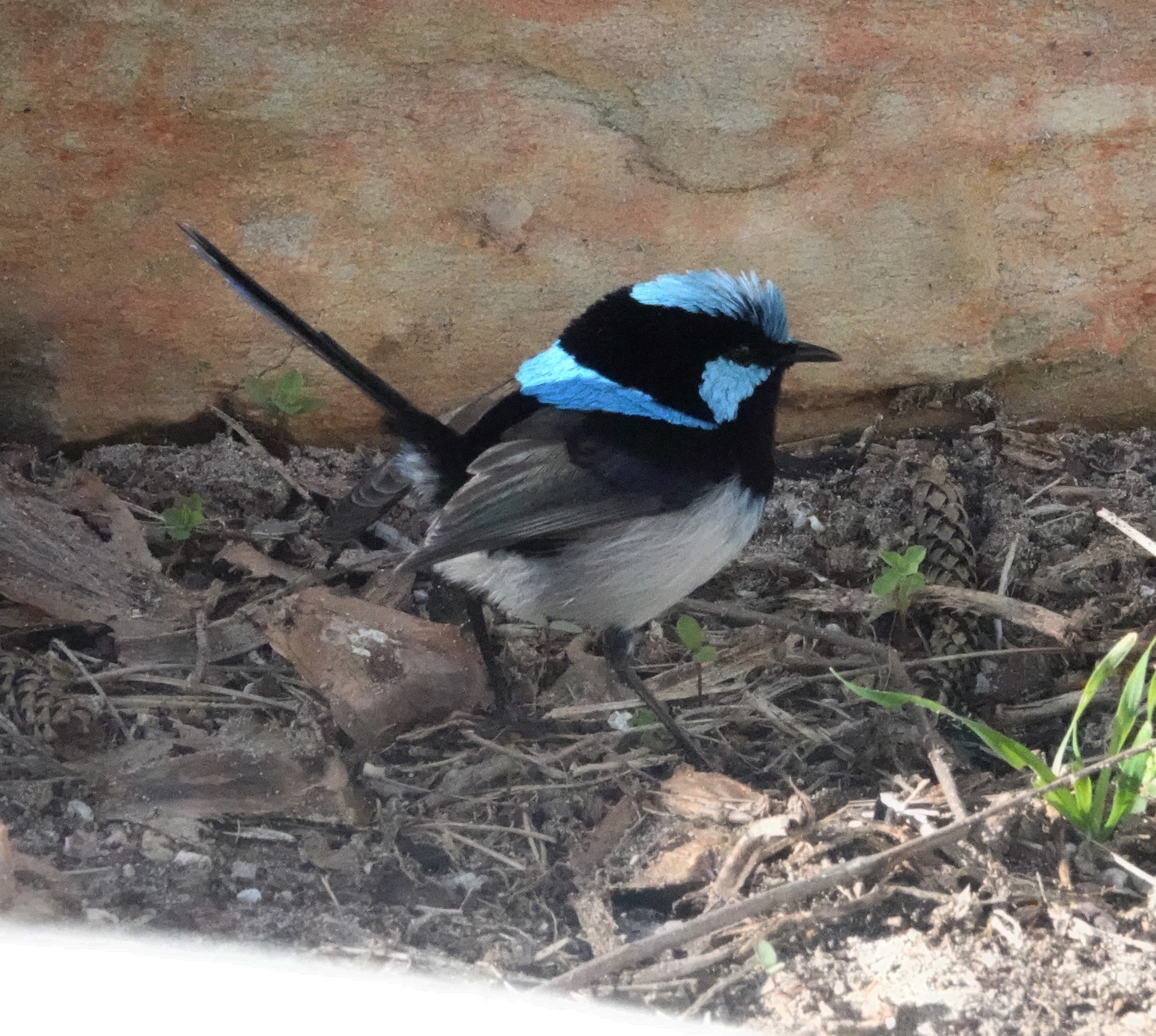 fairy wrens in kangaroo island