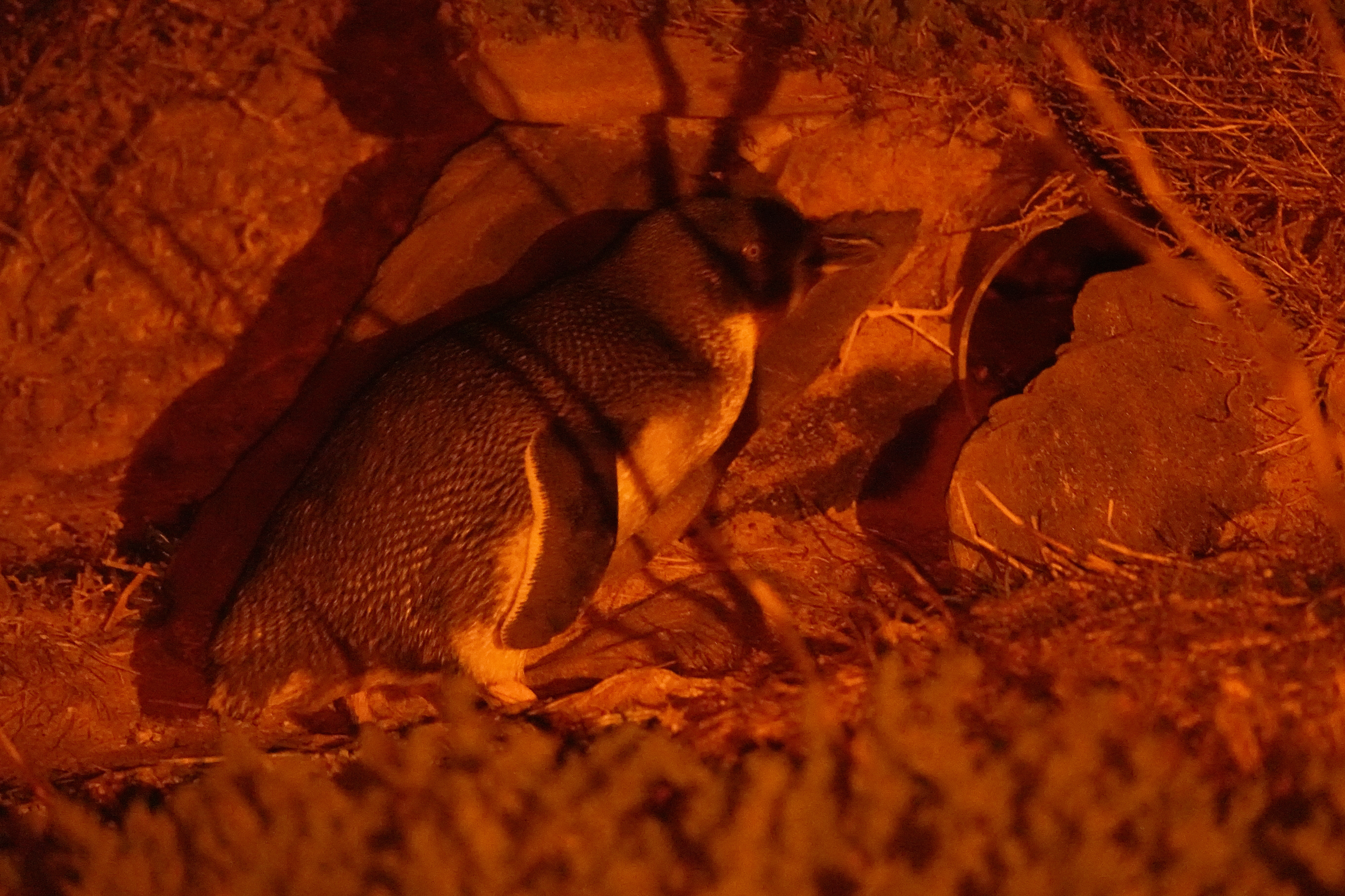 Kangaroo Island in Winter - Baby animals season