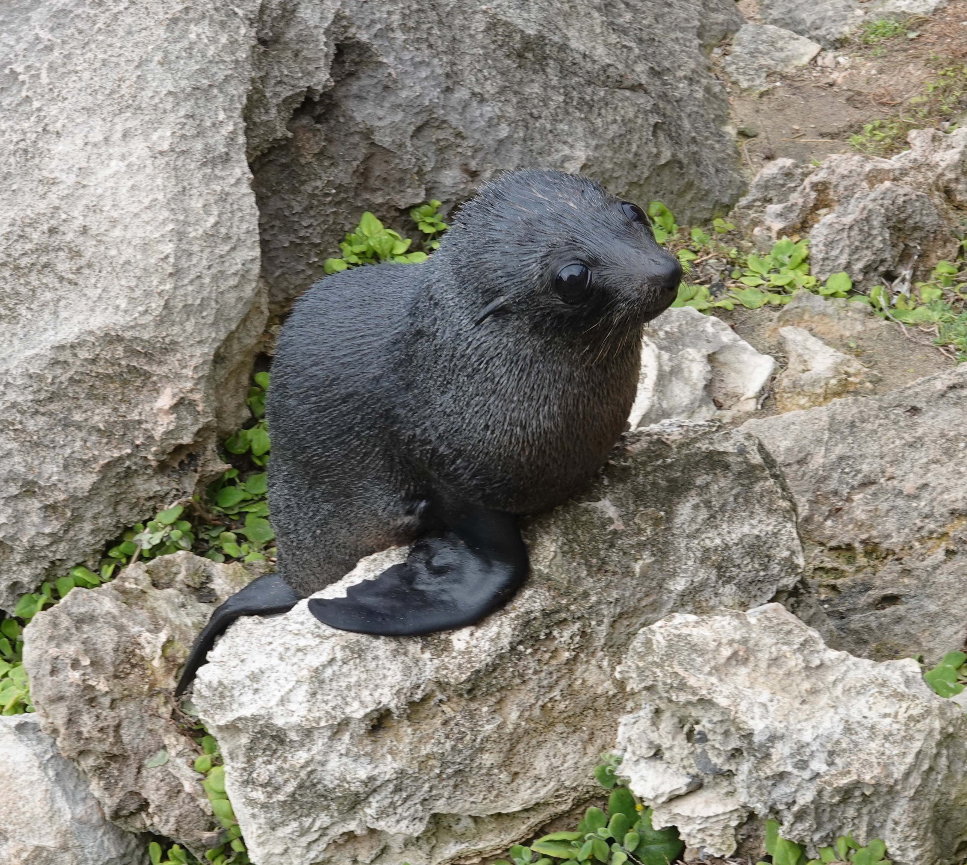 long nosed fur seal