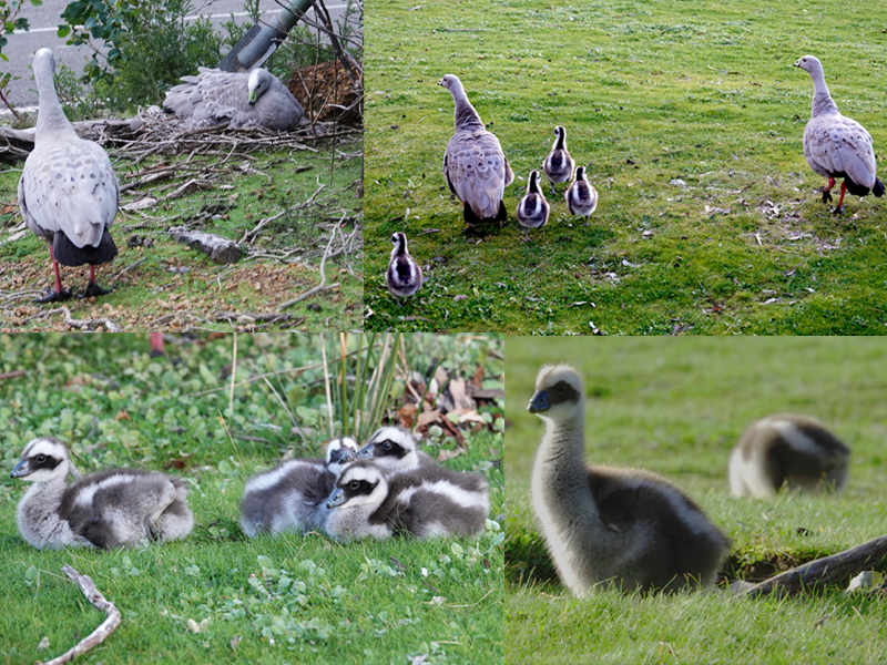 cape barren goose chicks