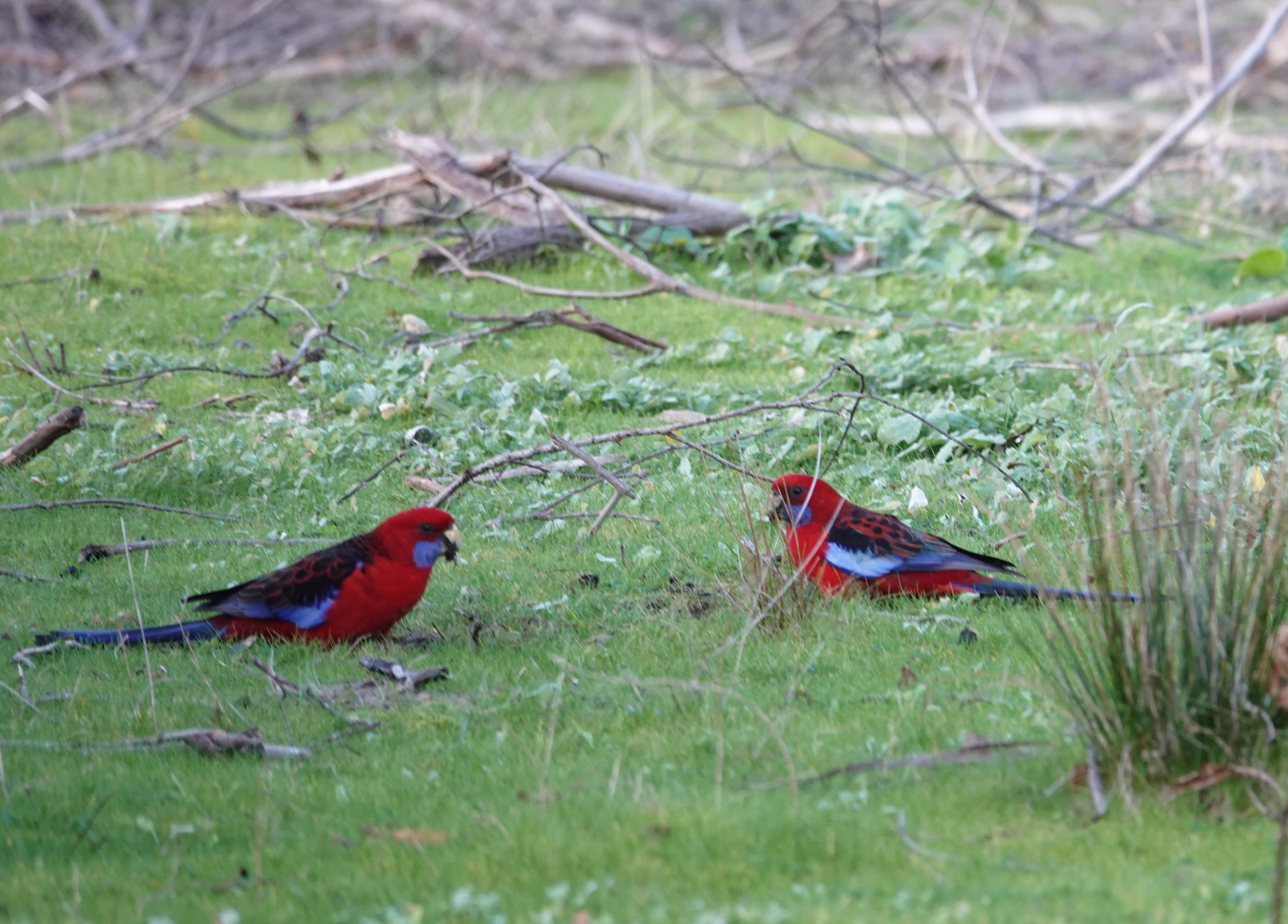 crimson corella kangaroo island