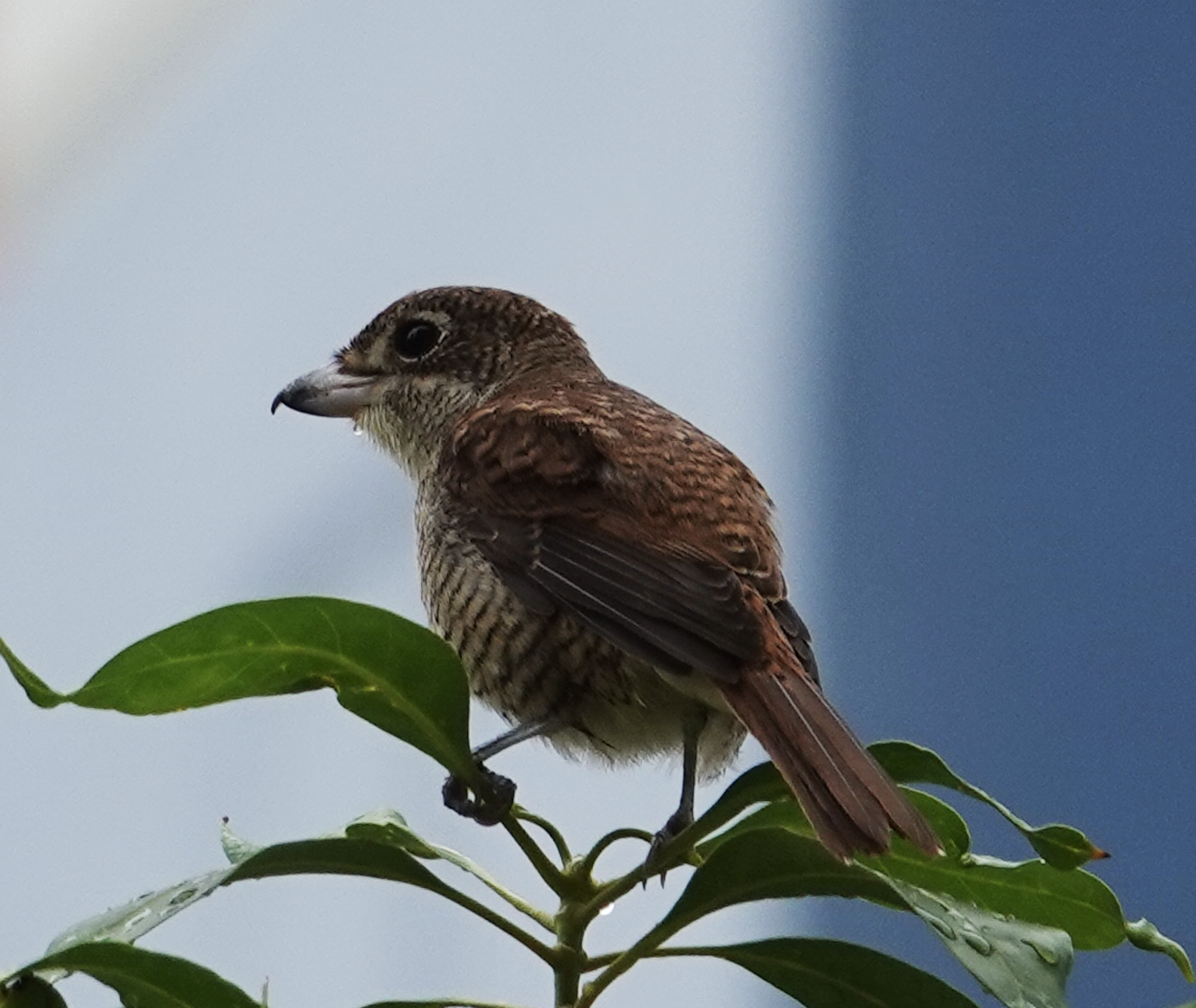 birding from the window, Singapore