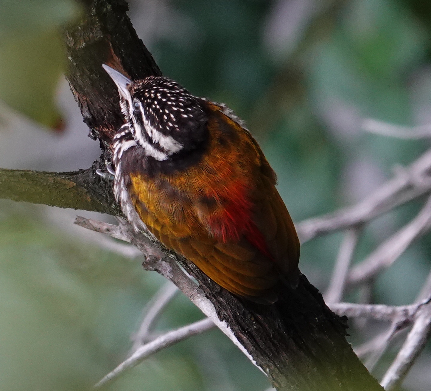 birding from the window, Singapore