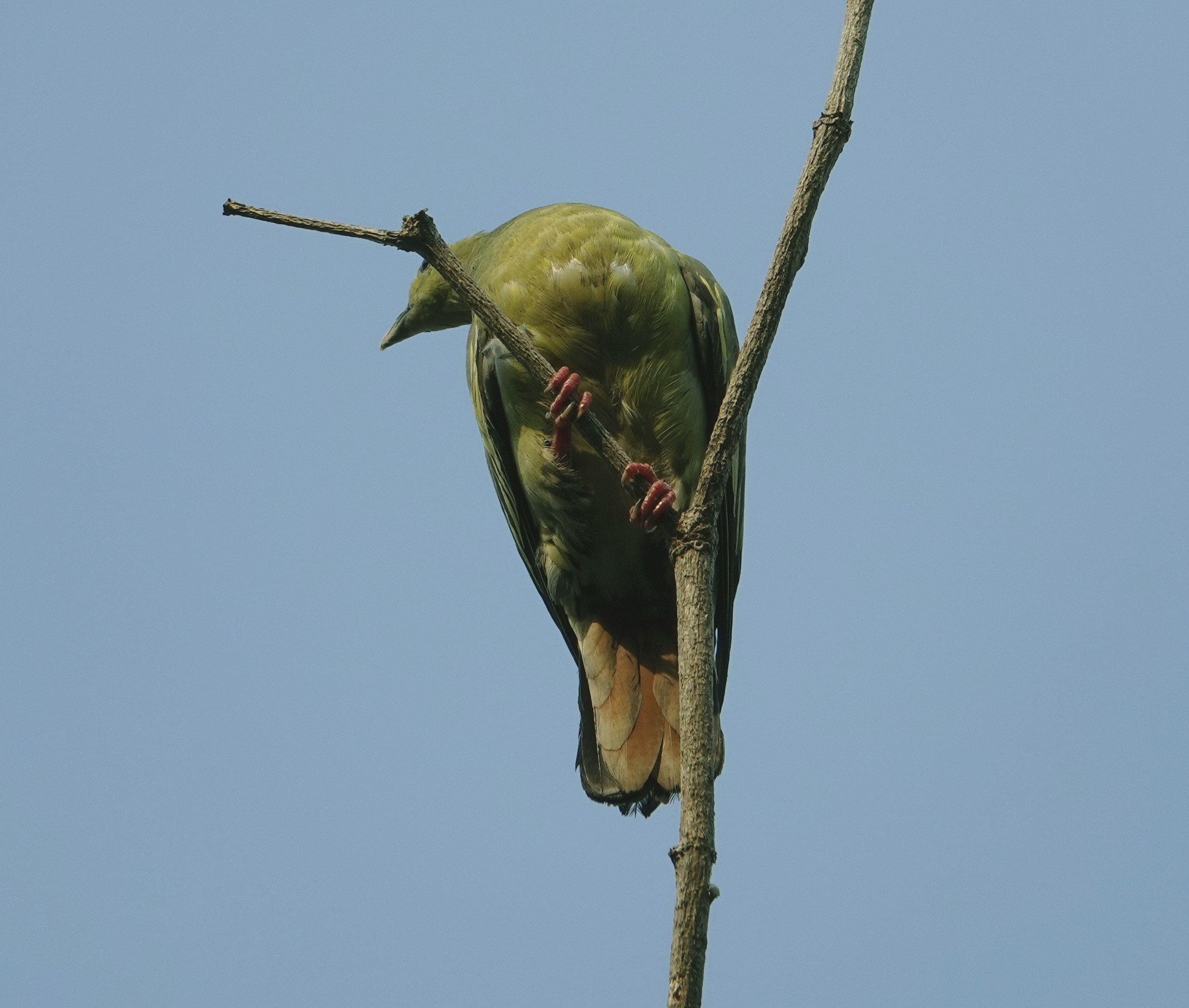 birding from the window, Singapore