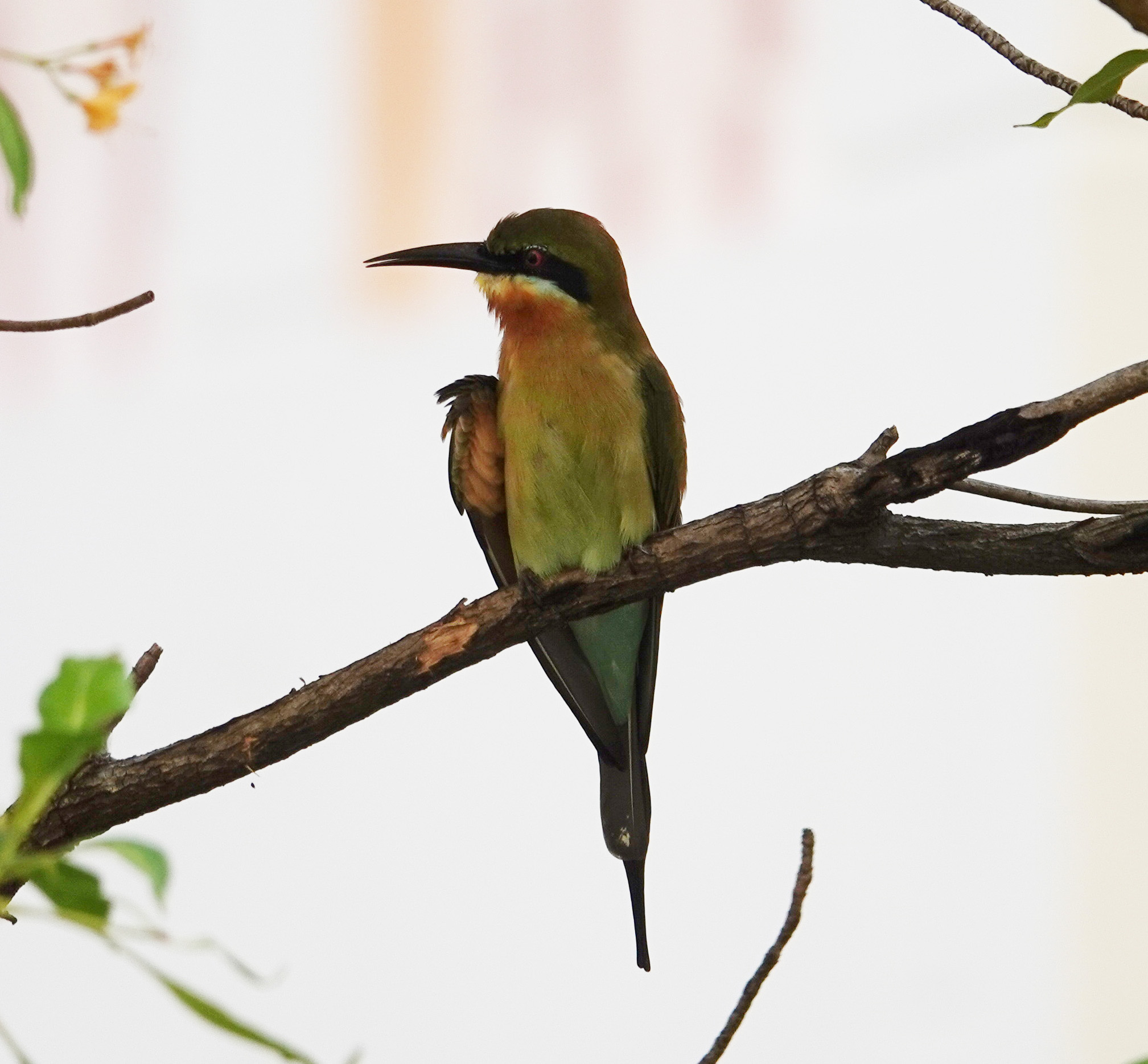 blue tailed bee eater