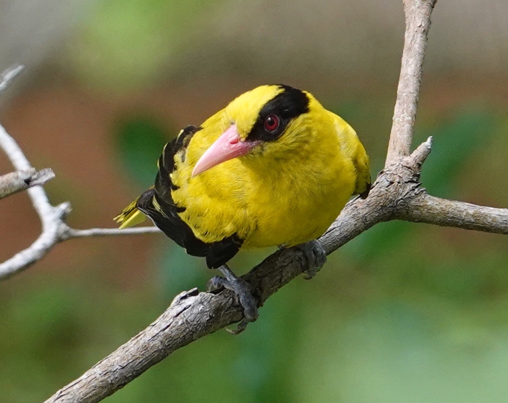 birding from the window, Singapore