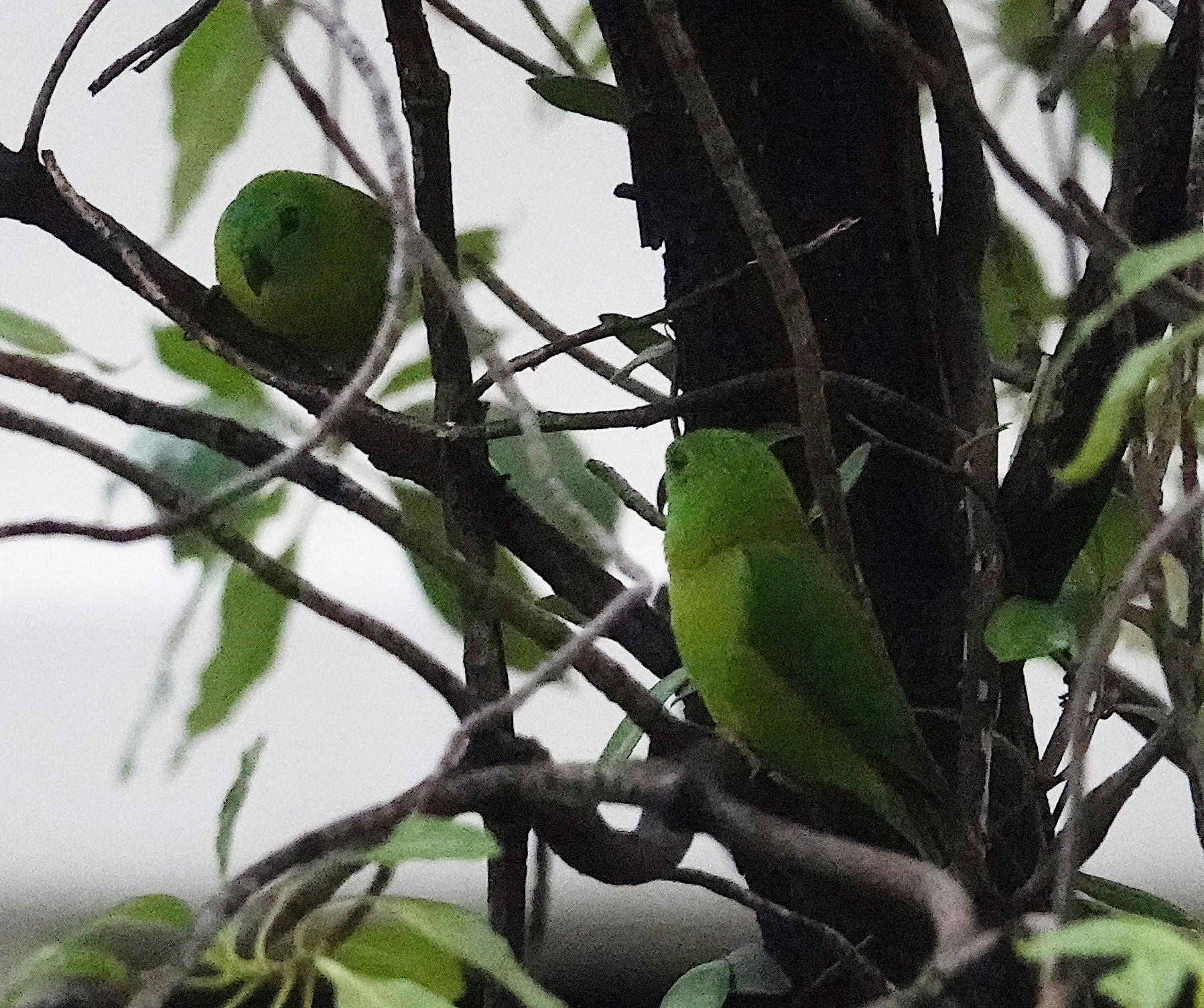 birding from the window, Singapore