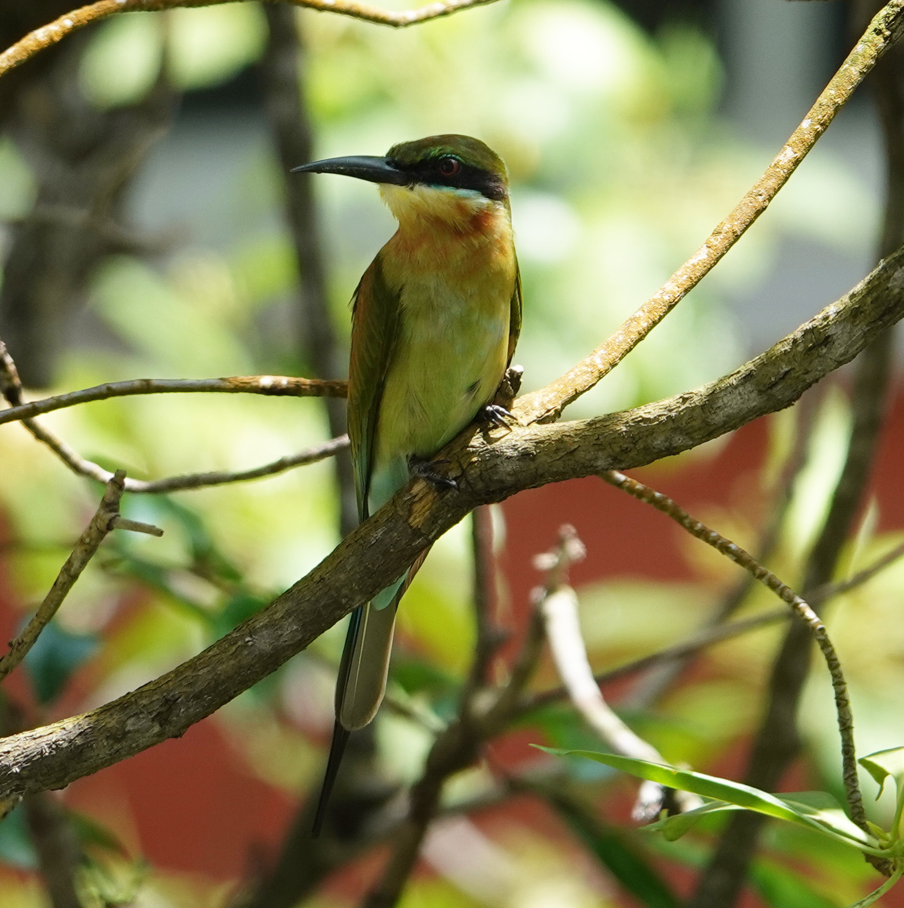 birding from the window, Singapore