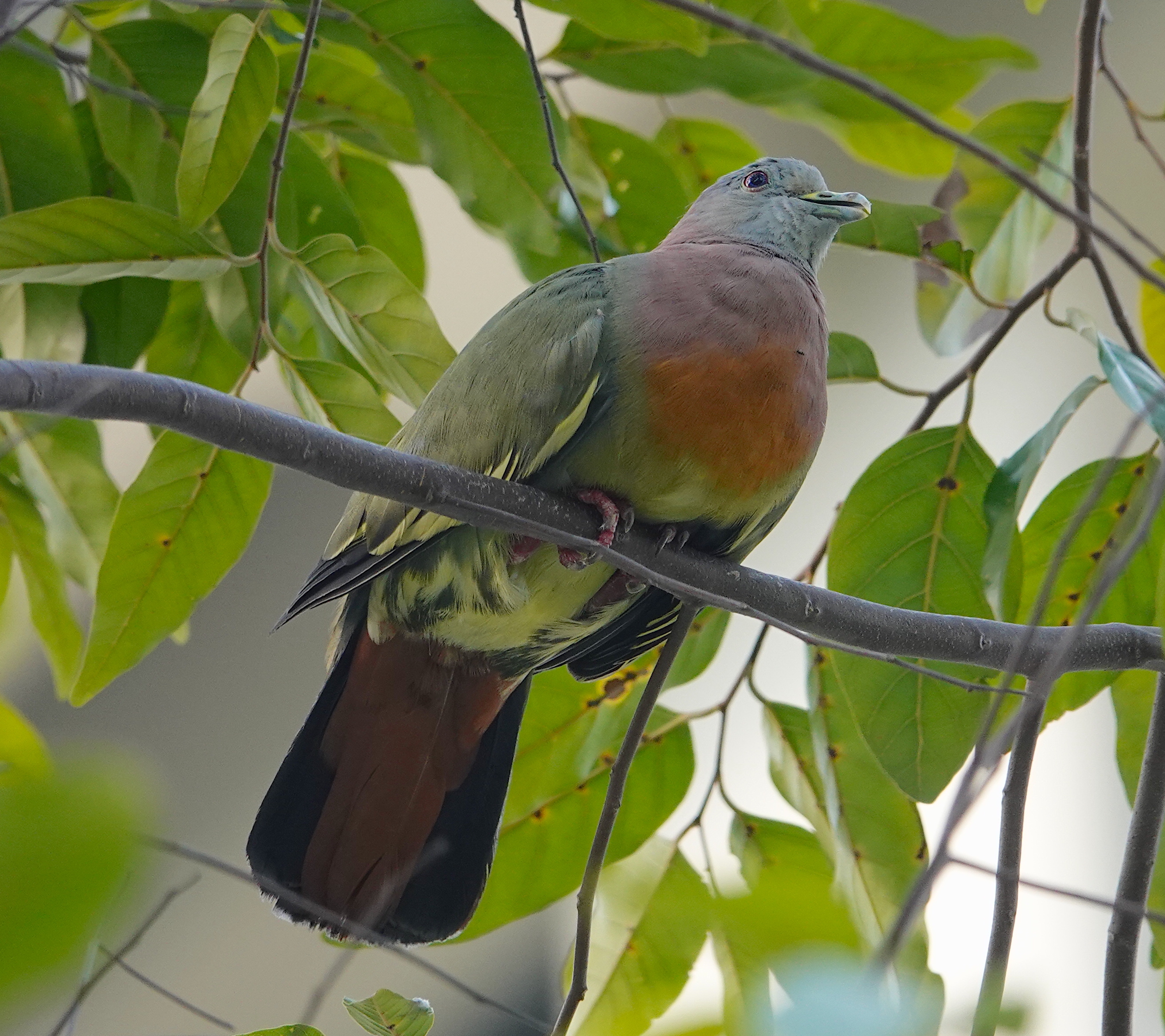 birding from the window, Singapore