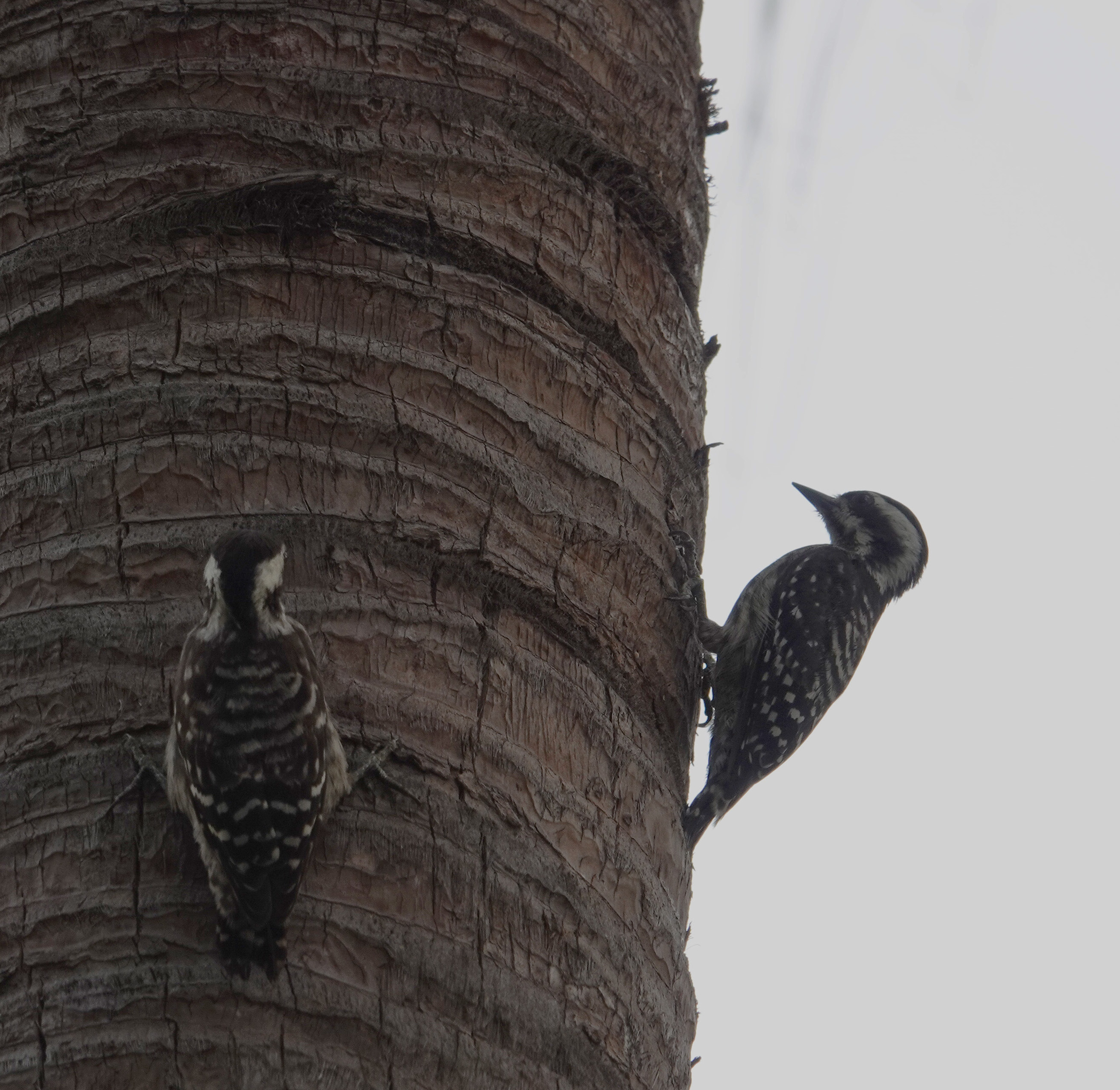 birding from the window, Singapore