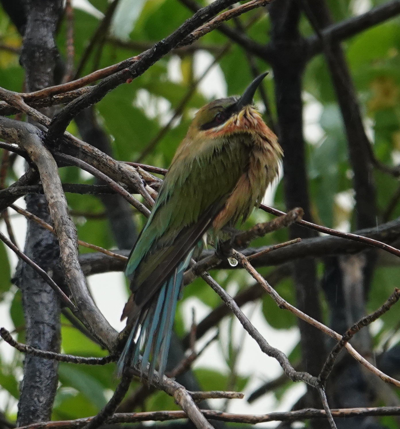 blue tailed bee eater