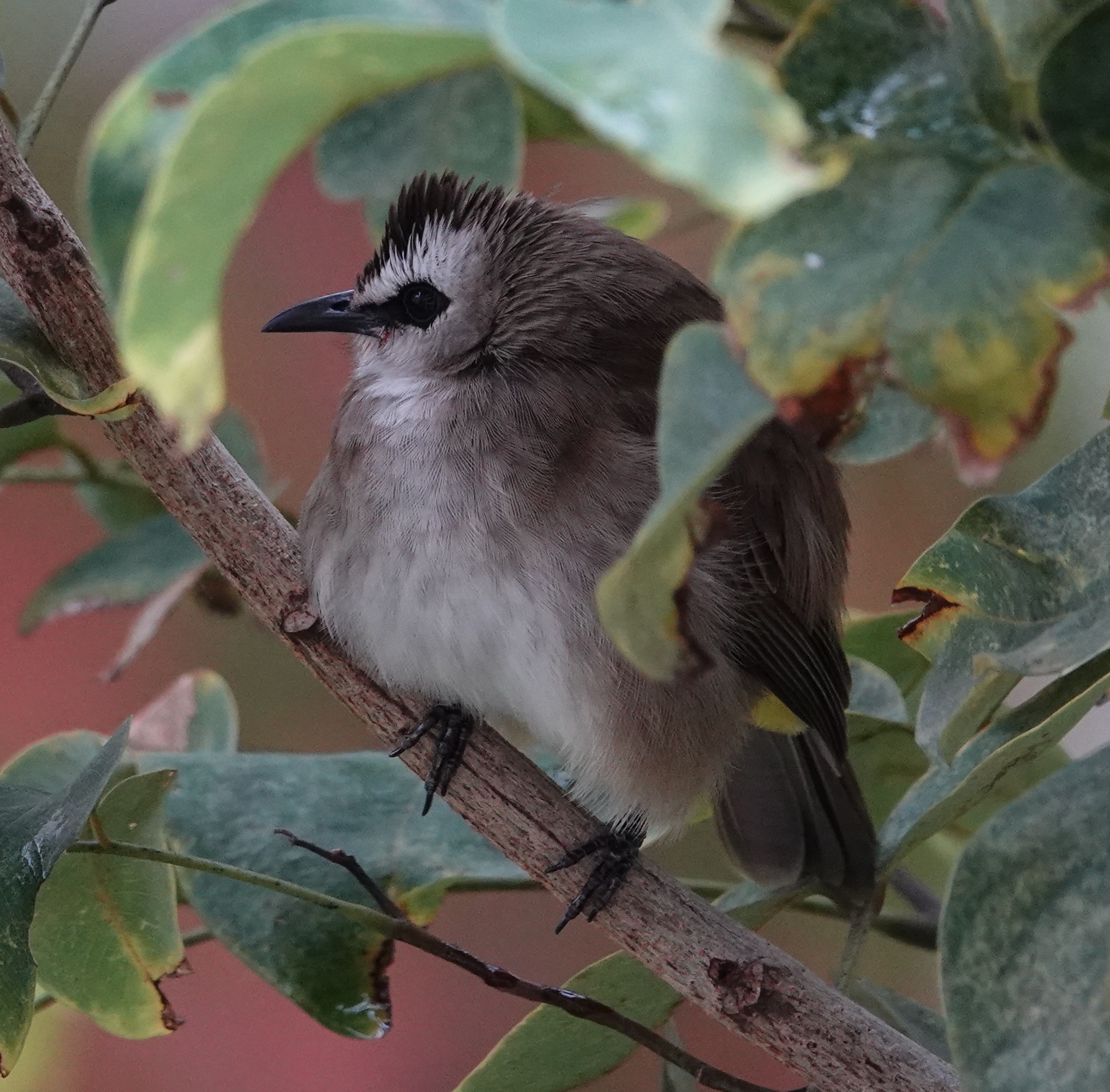 yellow vented bulbul