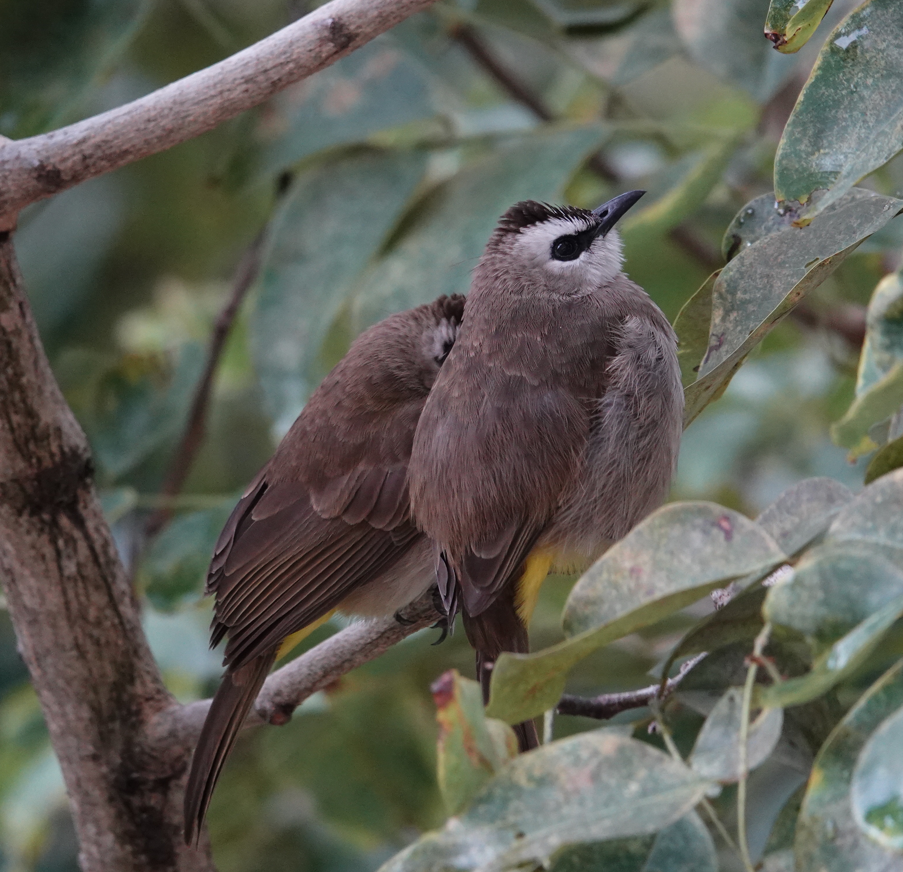 yellow vented bulbul