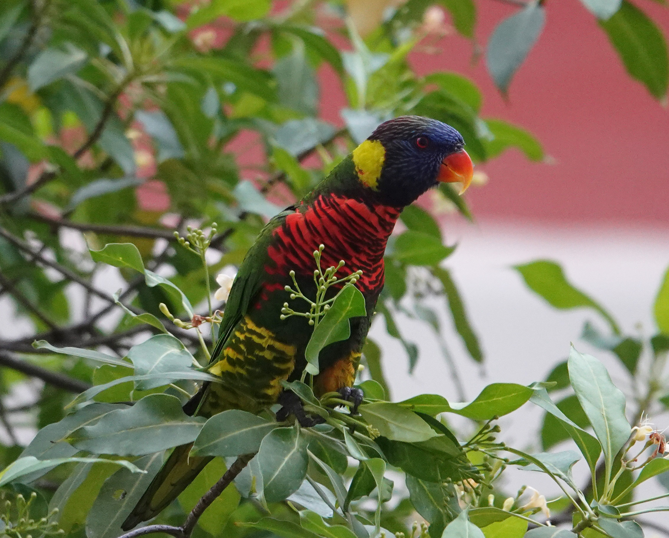 birding from the window, Singapore