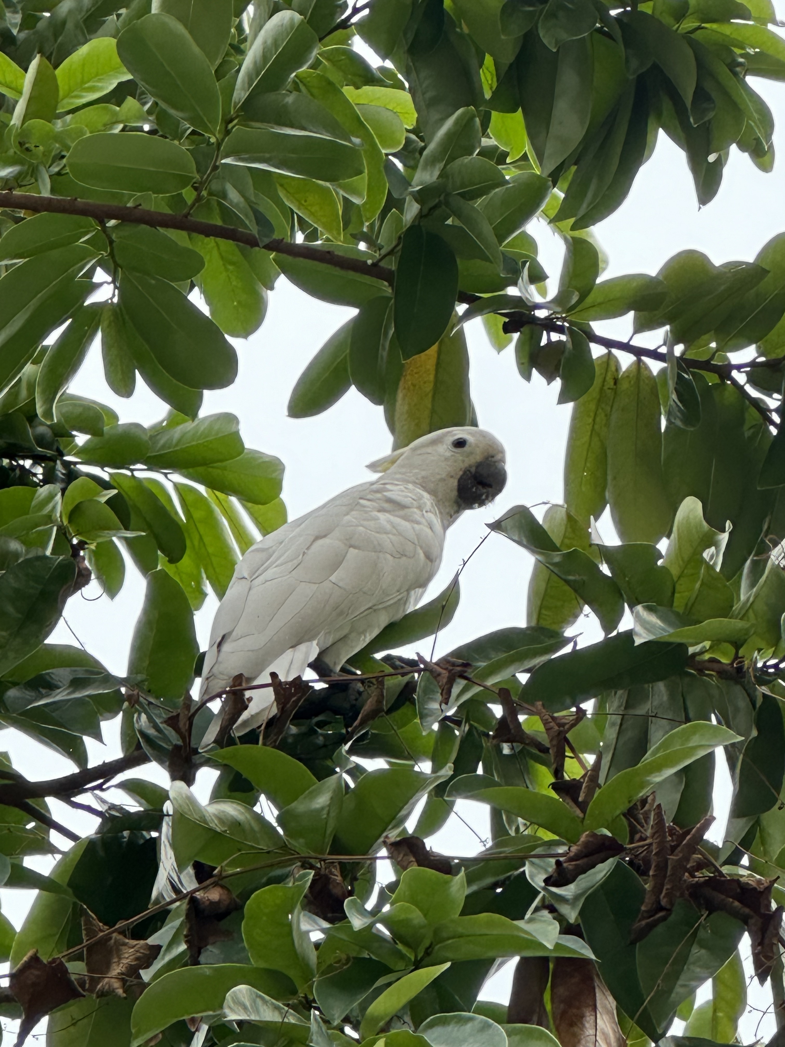 birding from the window, Singapore