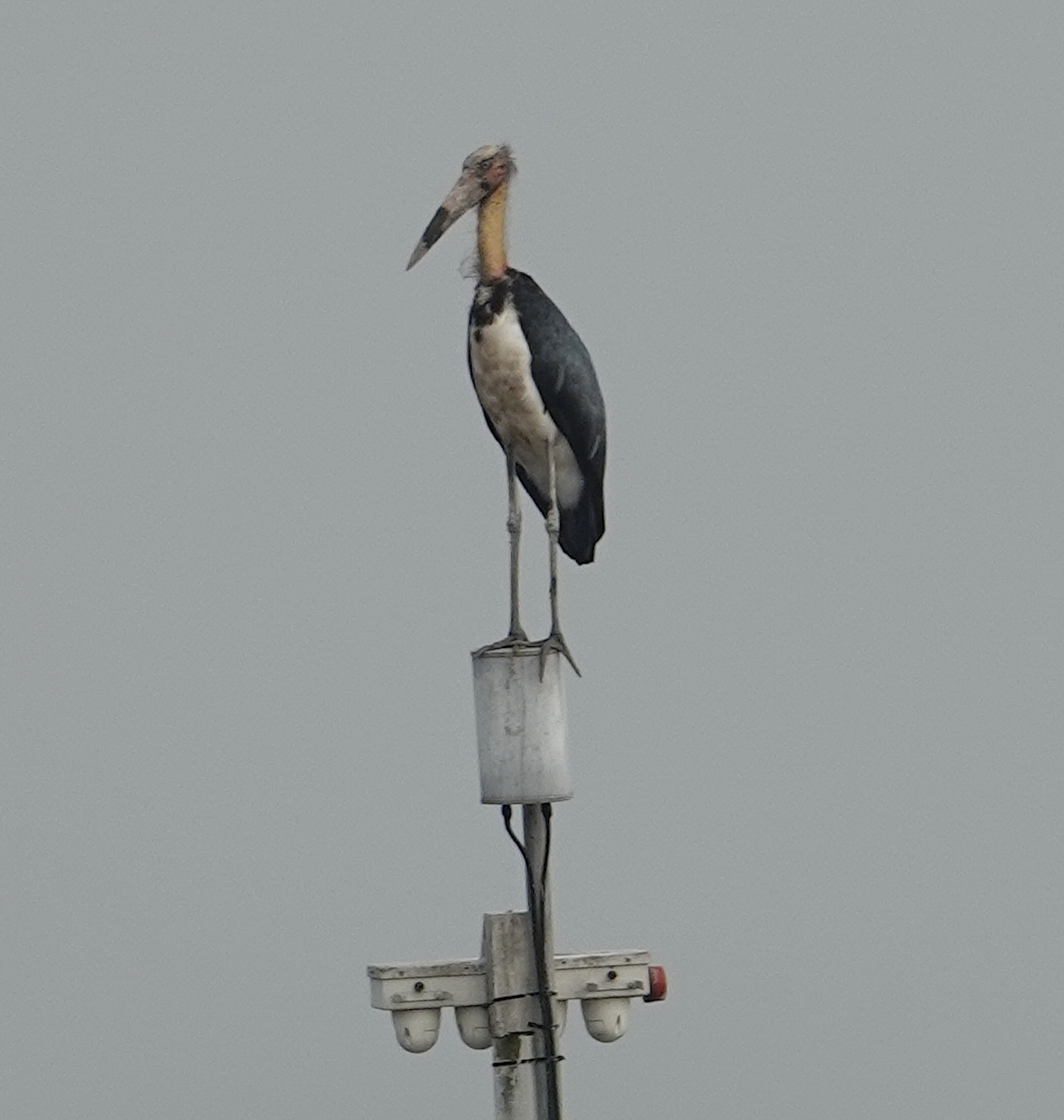 lesser adjutant singapore