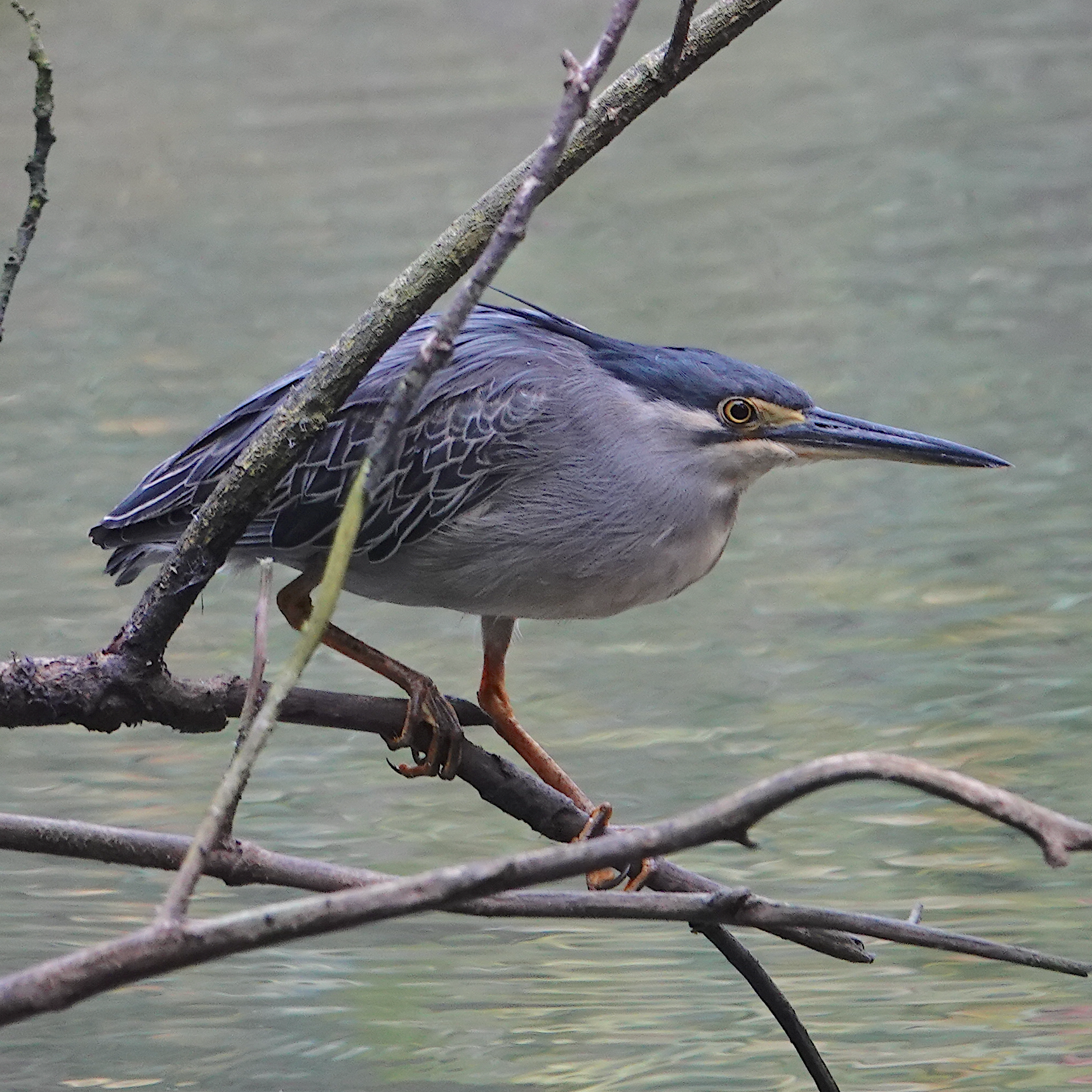 The Birds' summer vacation to Sungei Buloh