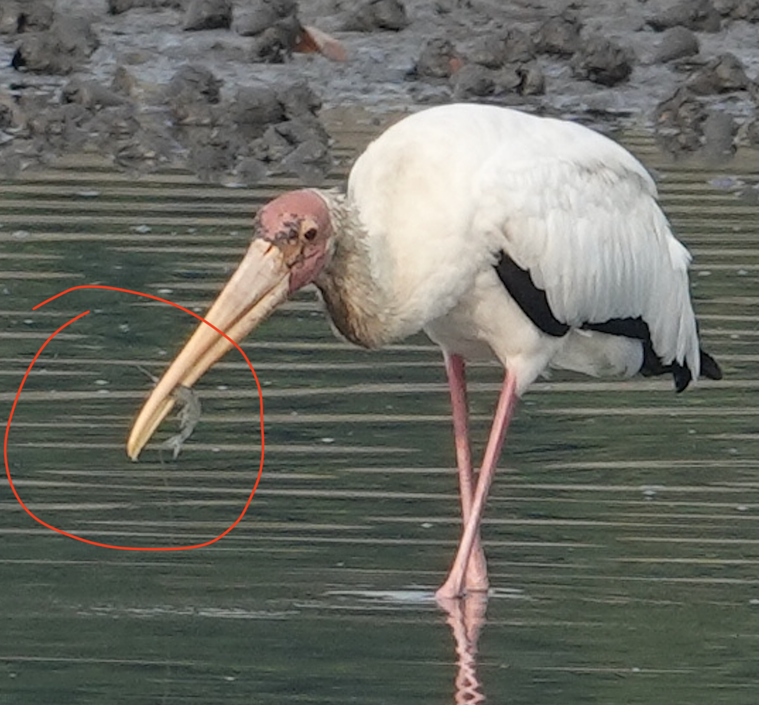 The Birds' summer vacation to Sungei Buloh