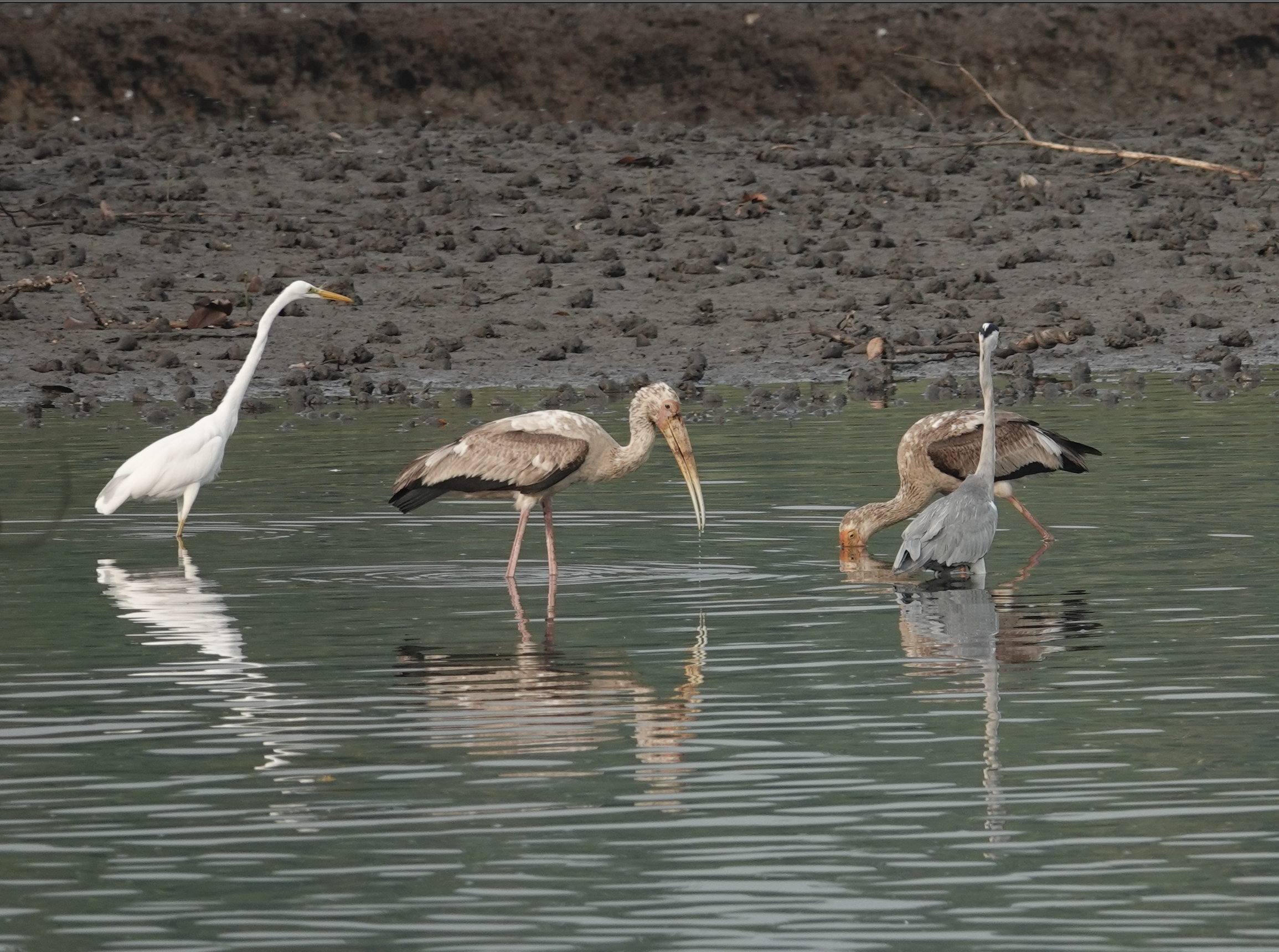 lesser adjutant stork