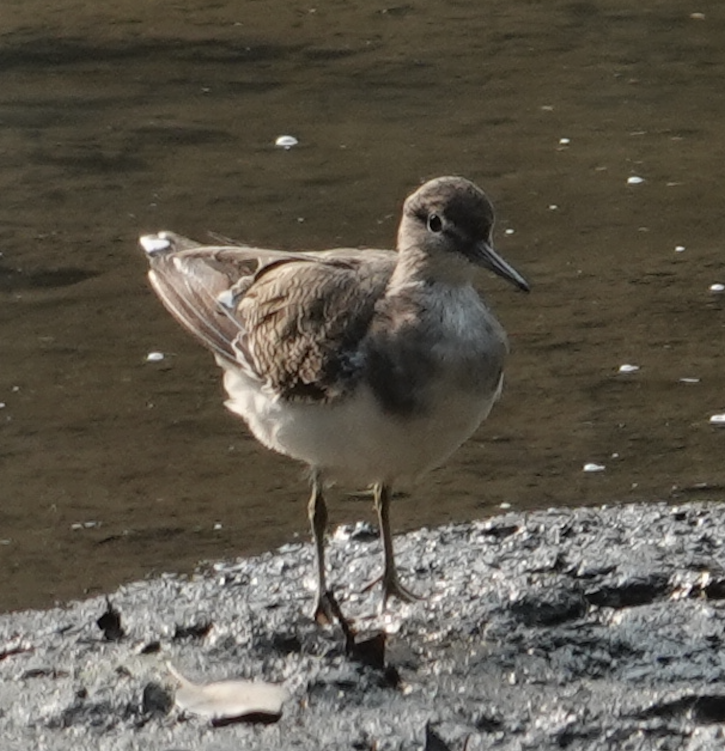 common sandpiper