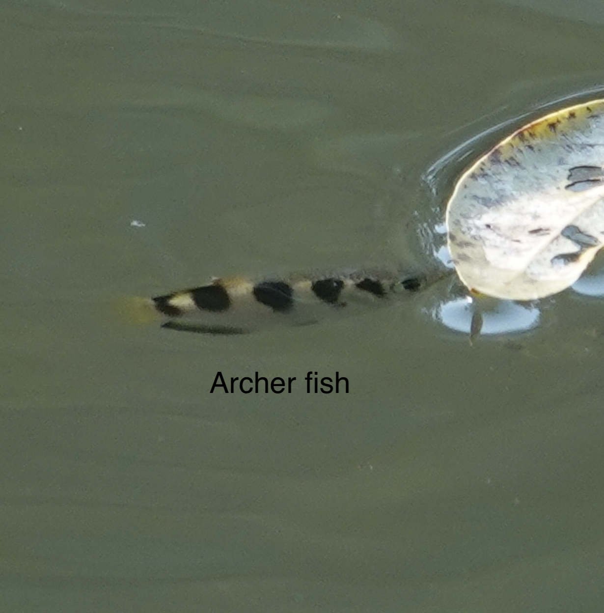 archer fish sungeri buloh