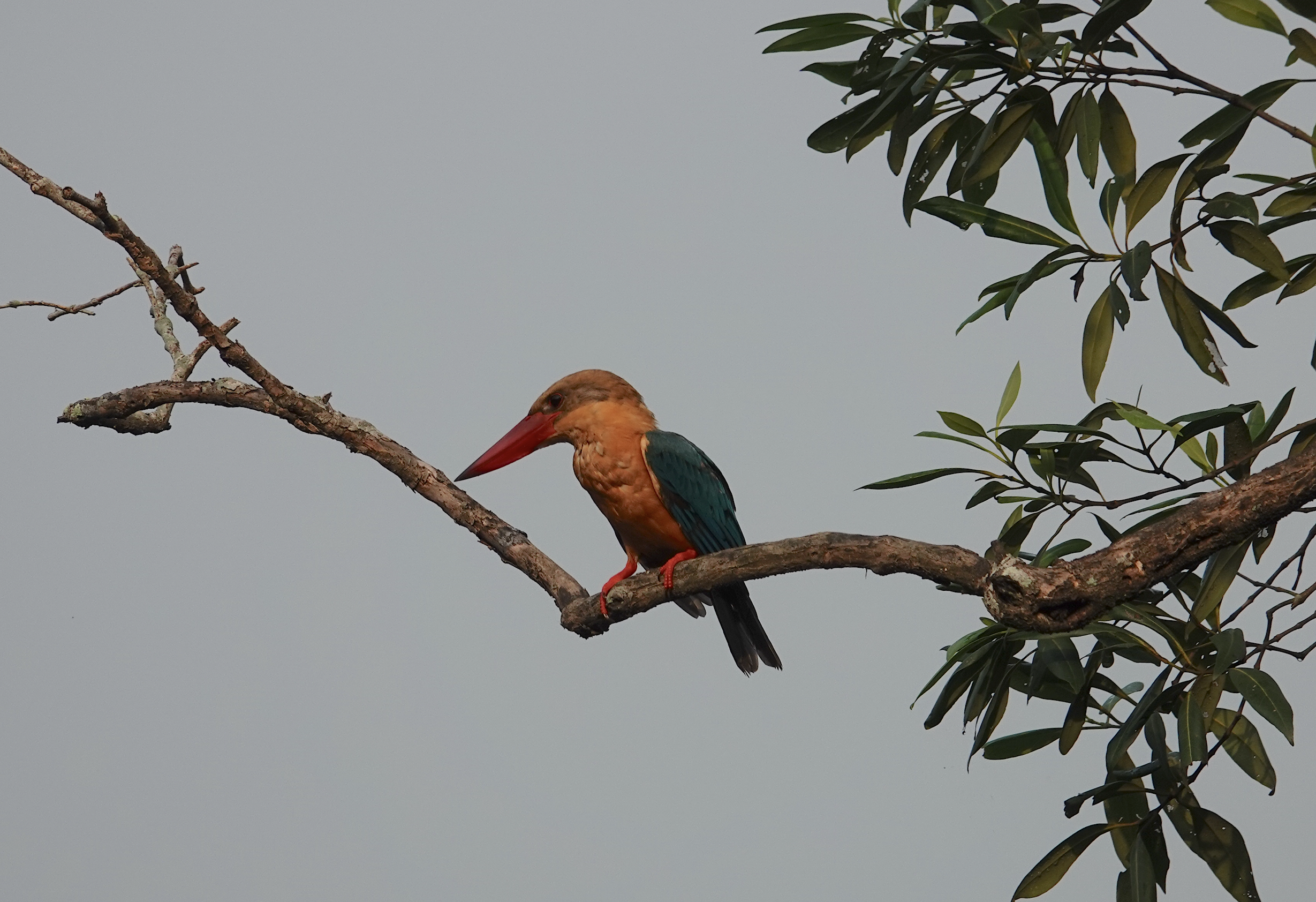 The Birds' summer vacation to Sungei Buloh