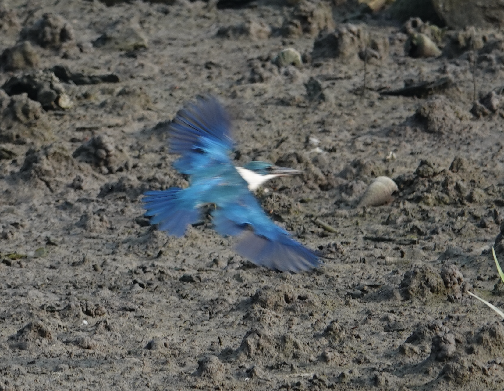 collared kingfisher