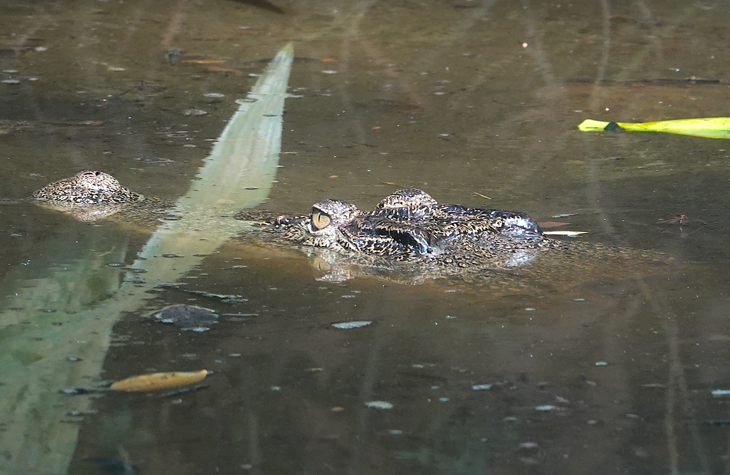 estuarine crocodile sungei buloh