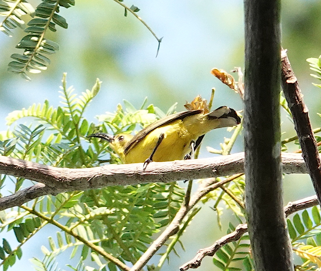 lesser adjutant singapore