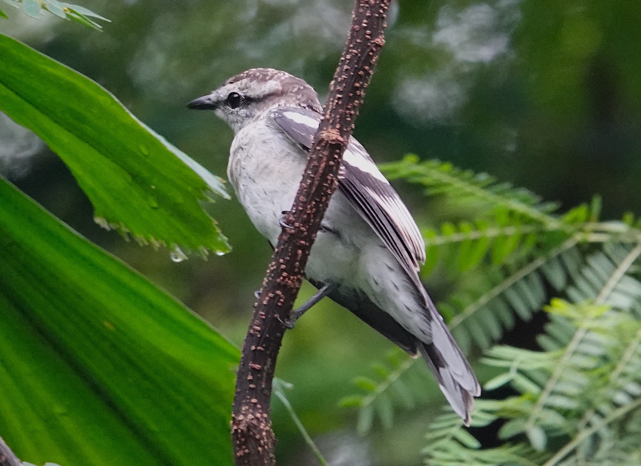 pied triller singapore