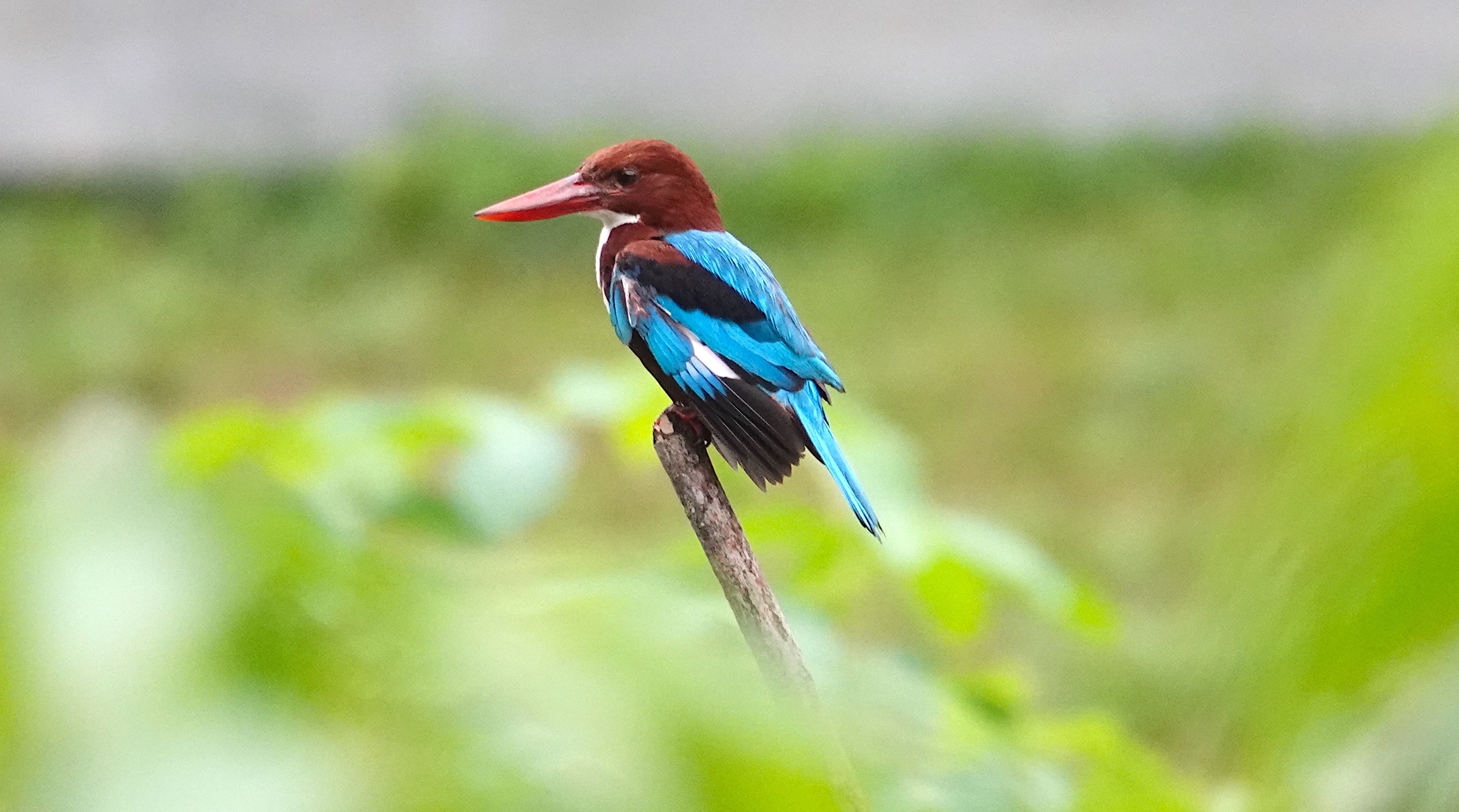 pied triller singapore